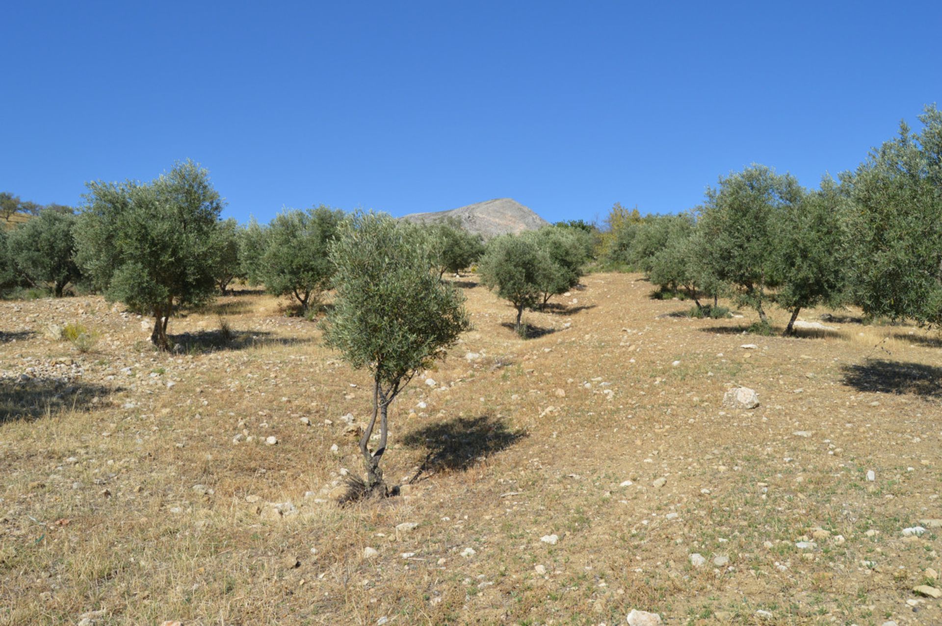 Muu sisään Pizarra, Andalusia 11116825