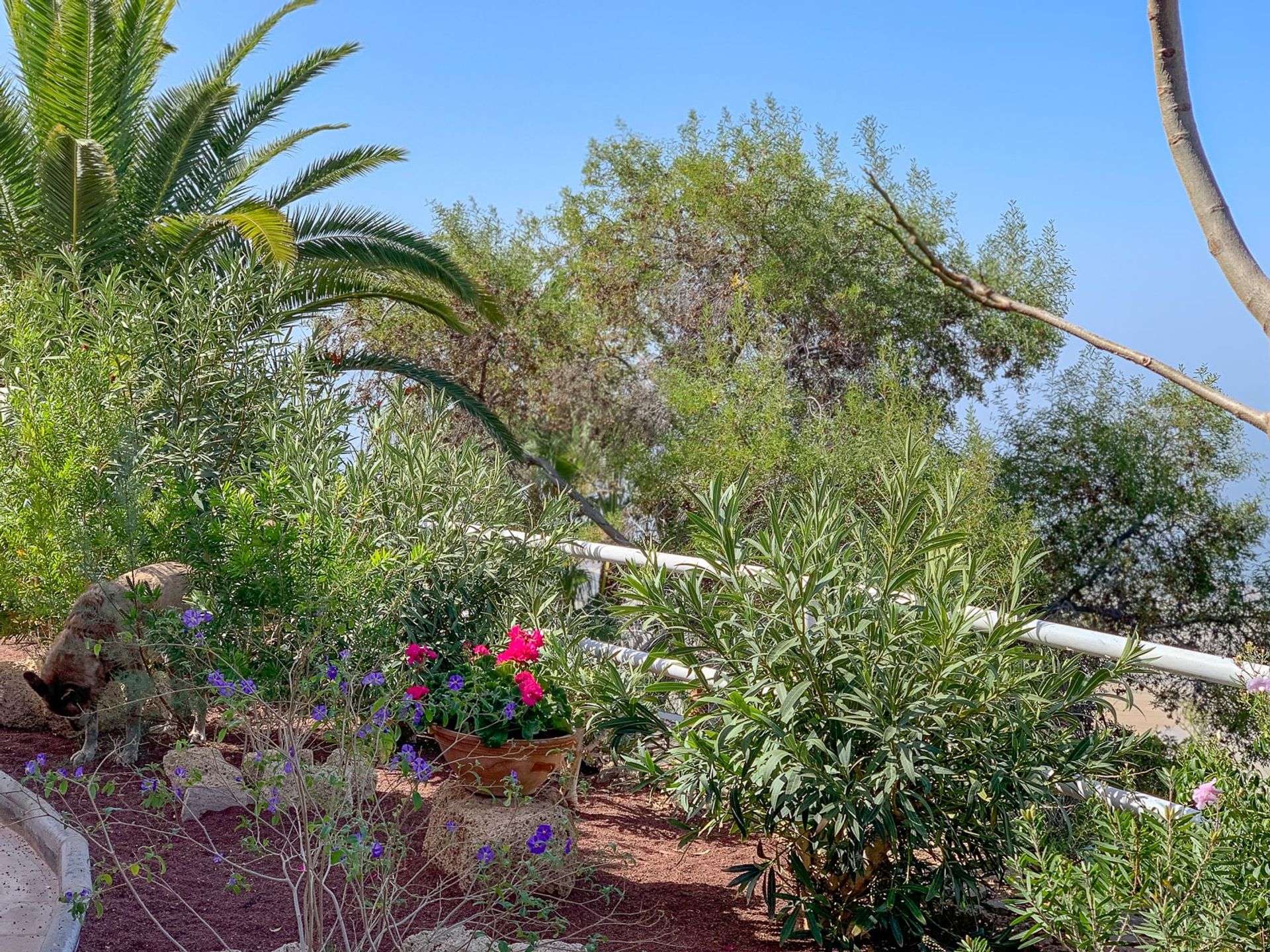 casa en Guía de Isora, Canarias 11117706