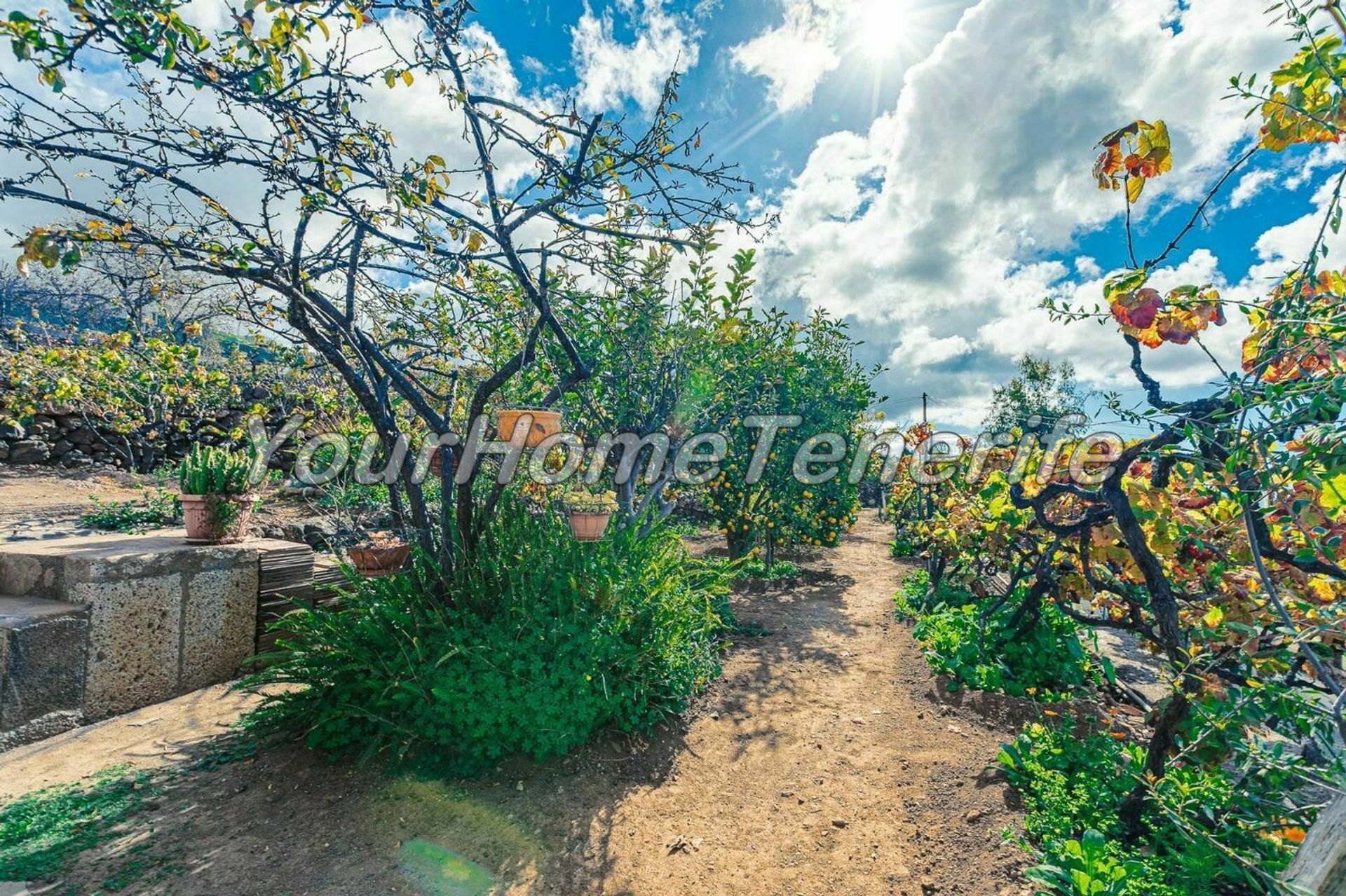 Hus i Guía de Isora, Canary Islands 11118434