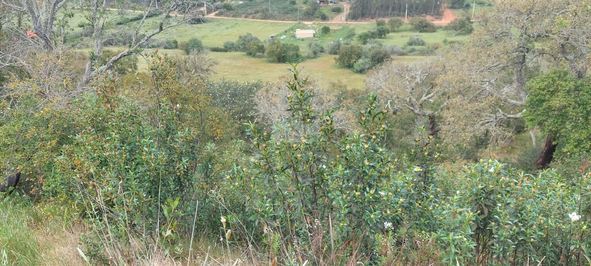 Tierra en Vila do Bispo, Faro District 11118443