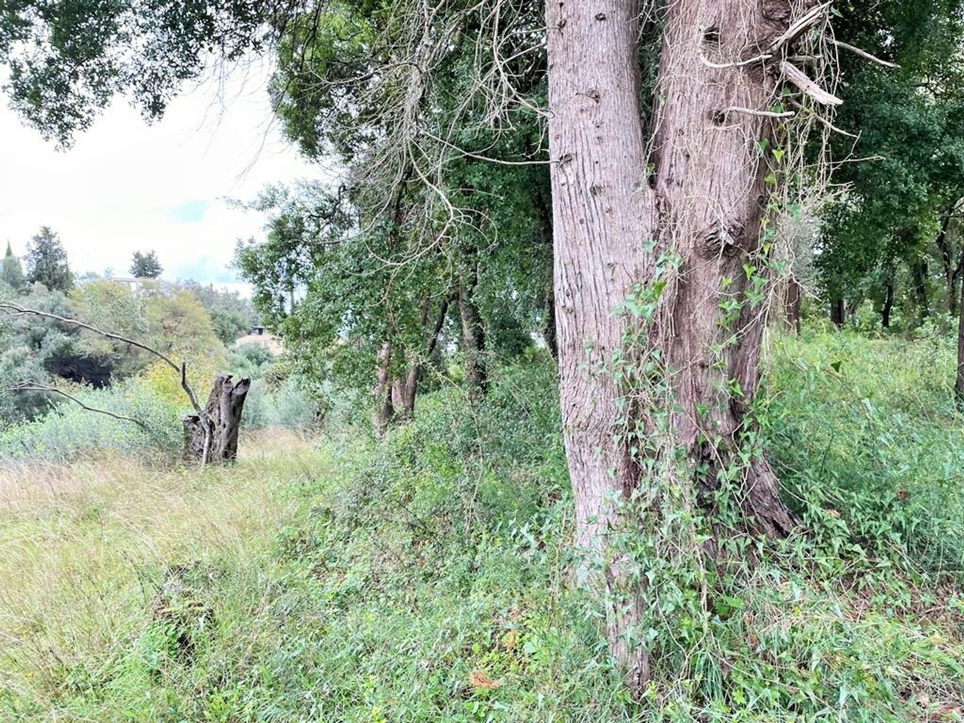 Tanah di virus, Ionia Nisia 11121901