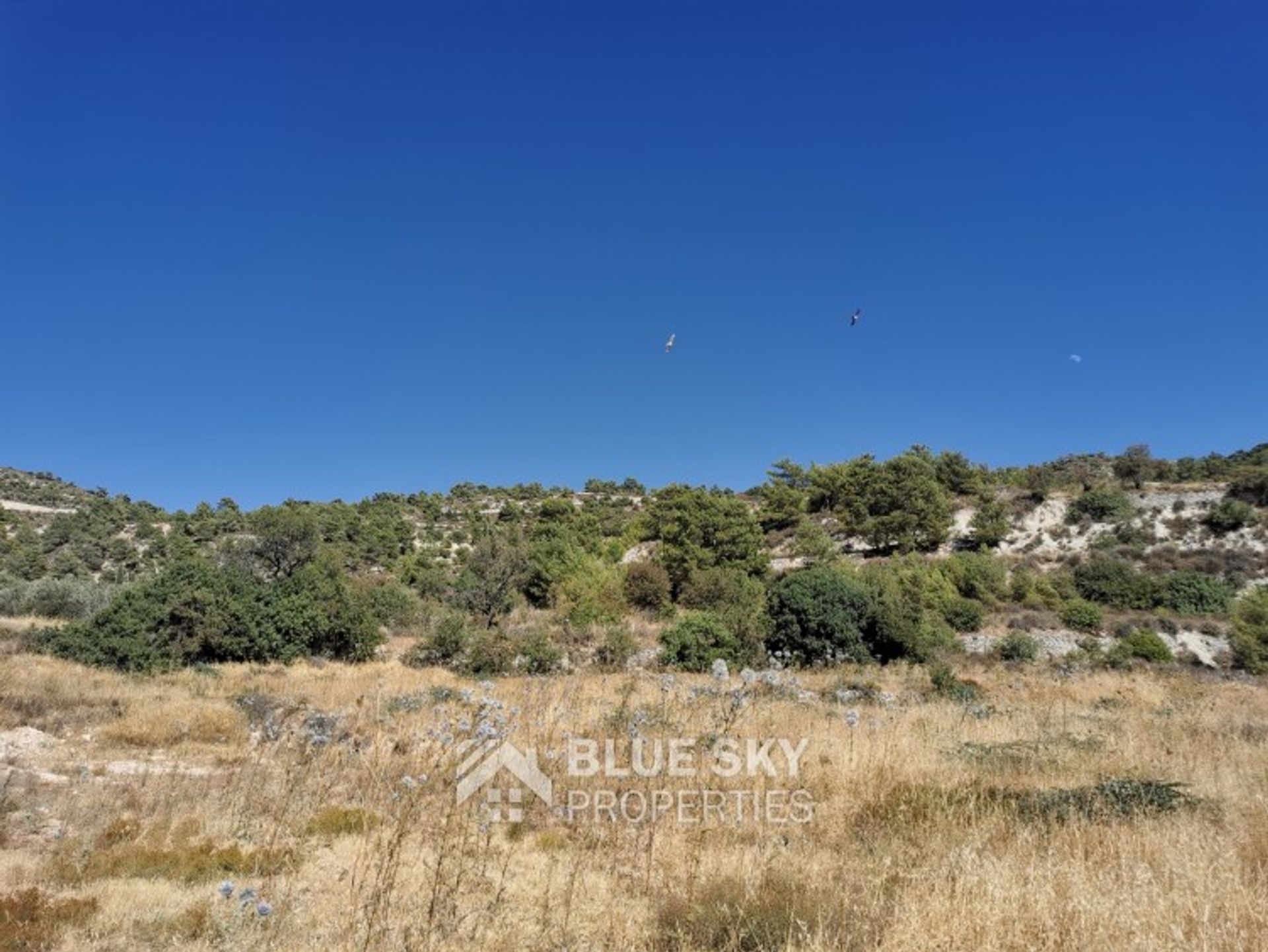 Land i Palodeia, Lemesos 11123961