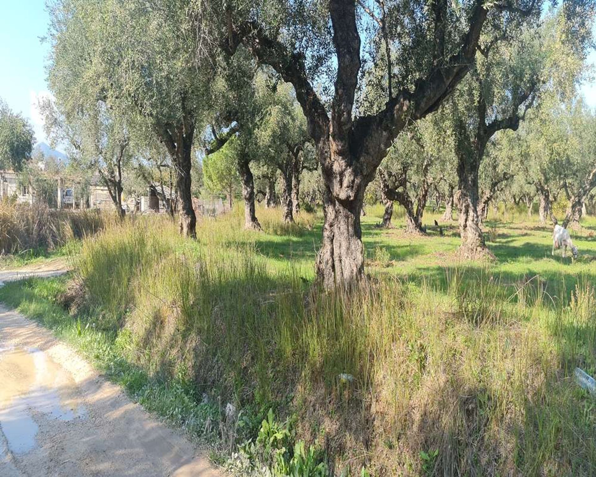 Land in Bochali, Ionia Nisia 11124380