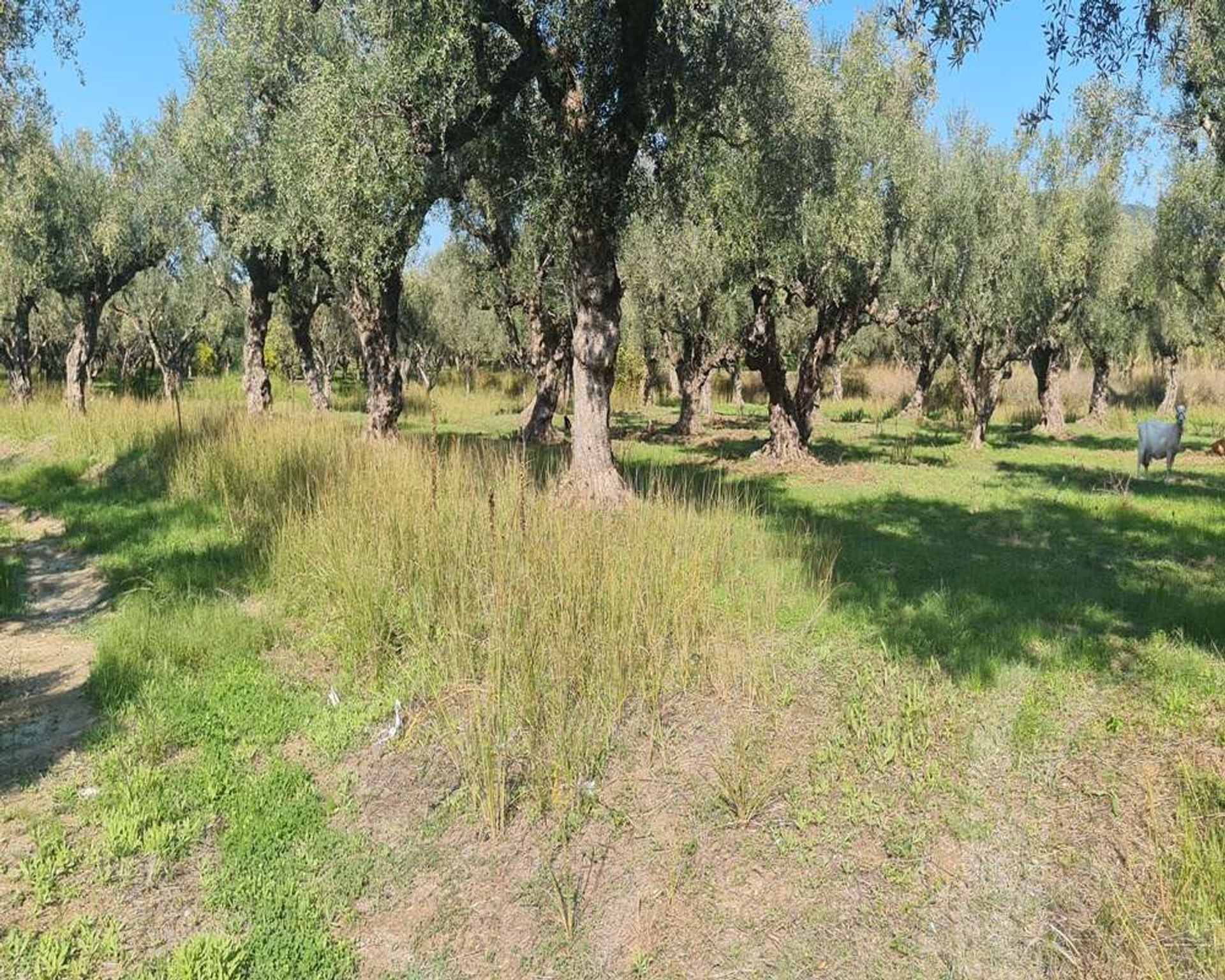 Land im Bochali, Ionia Nisia 11124380