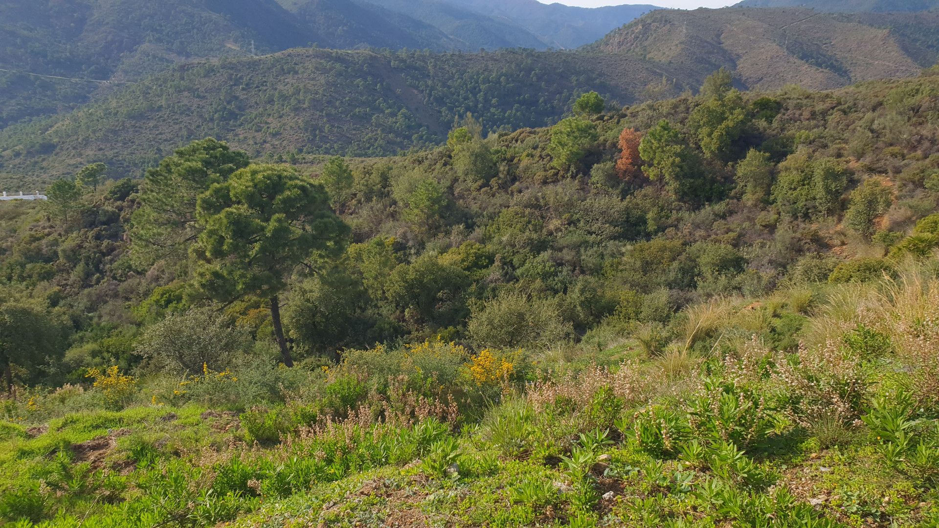 Terre dans Benahavís, Andalusia 11126873