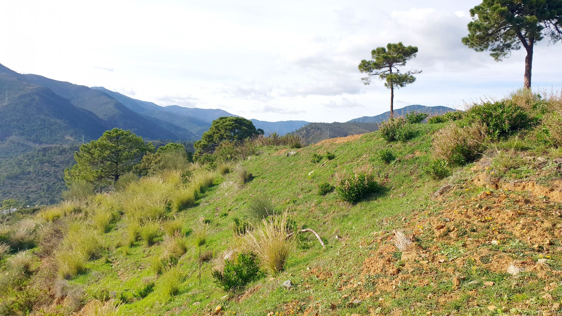 Terre dans Benahavís, Andalusia 11126873