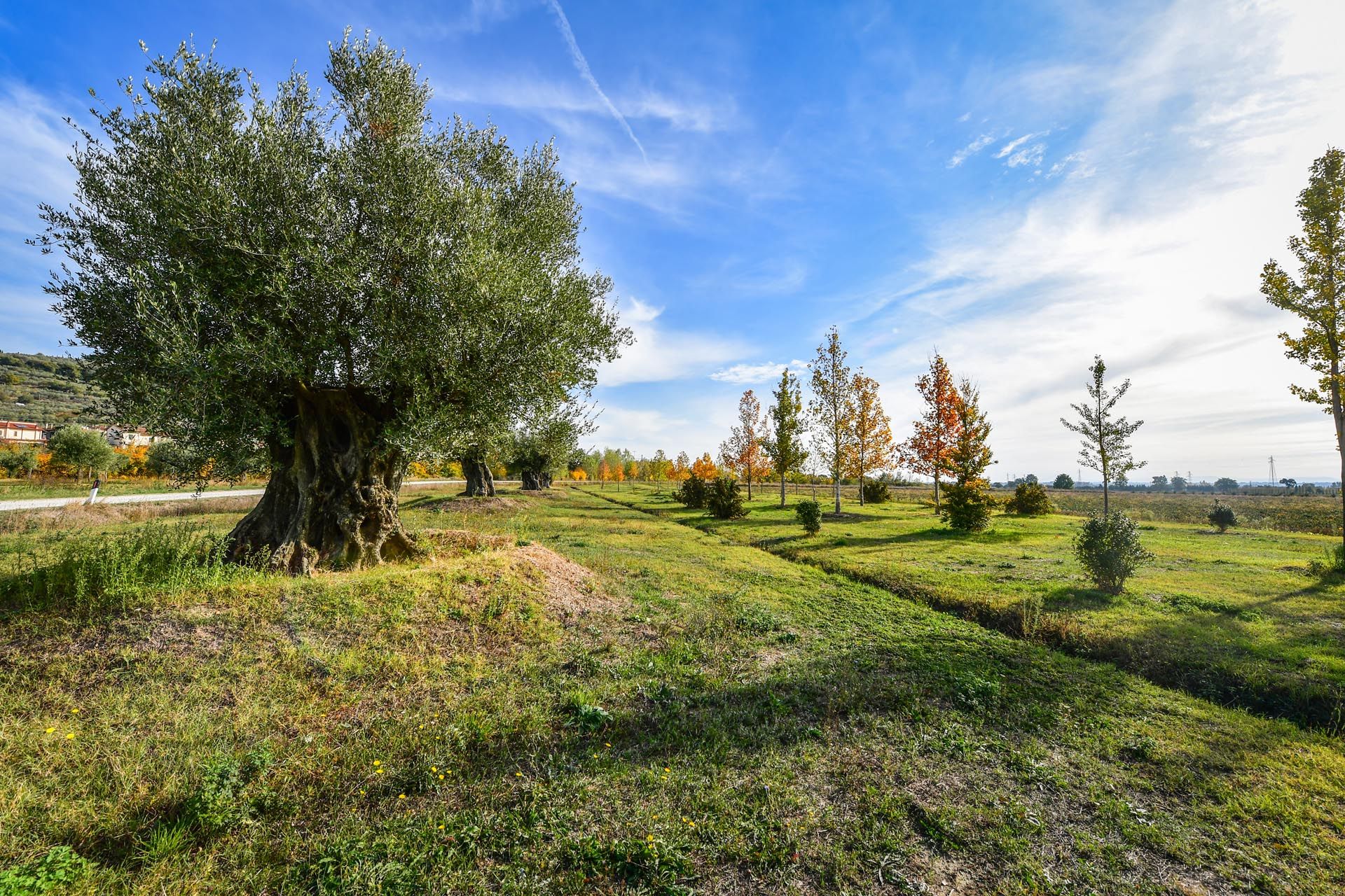 Sprzedaż detaliczna w Castiglion Fiorentino, Tuscany 11129664