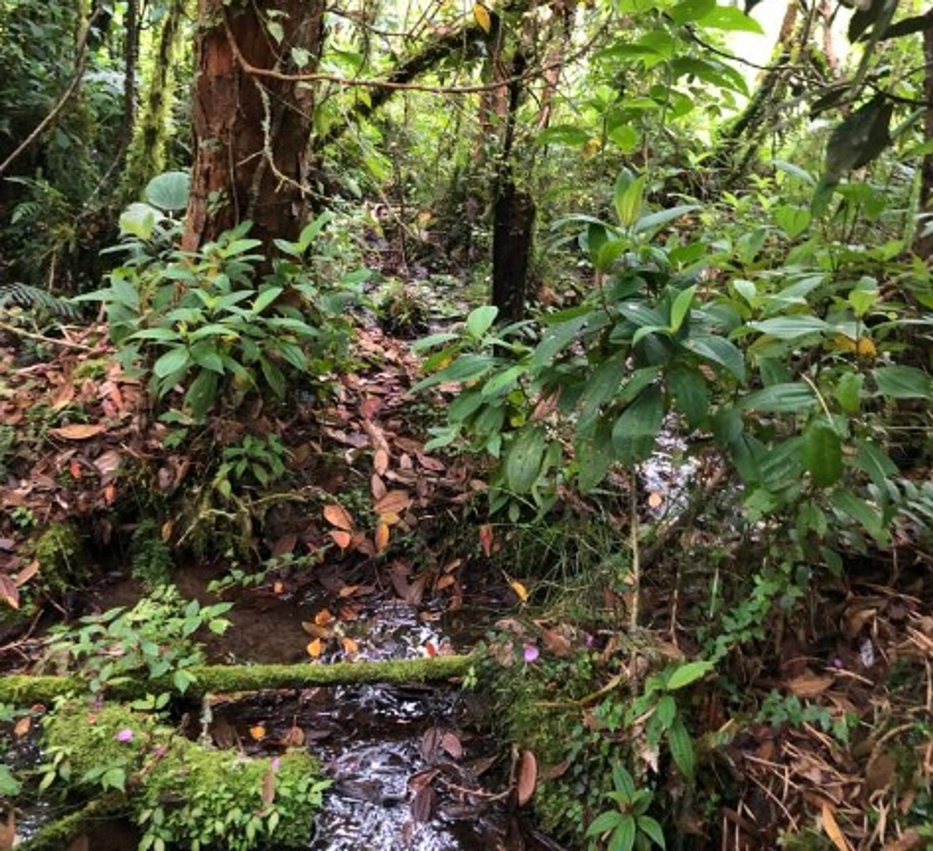 मकान में , Valle del Cauca 11130287