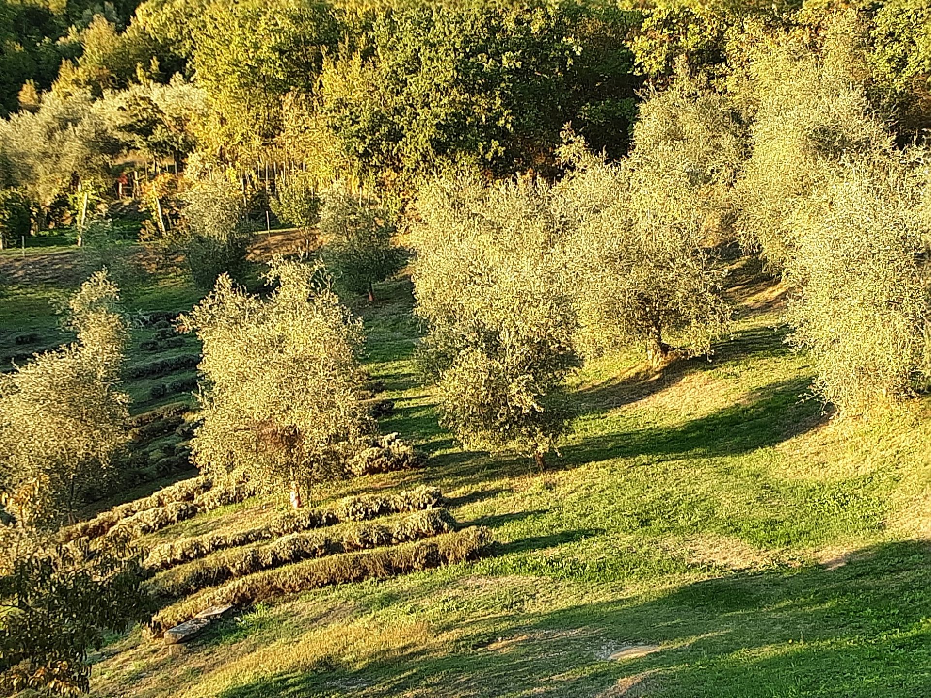 casa en Menaggio, Lombardia 11131007