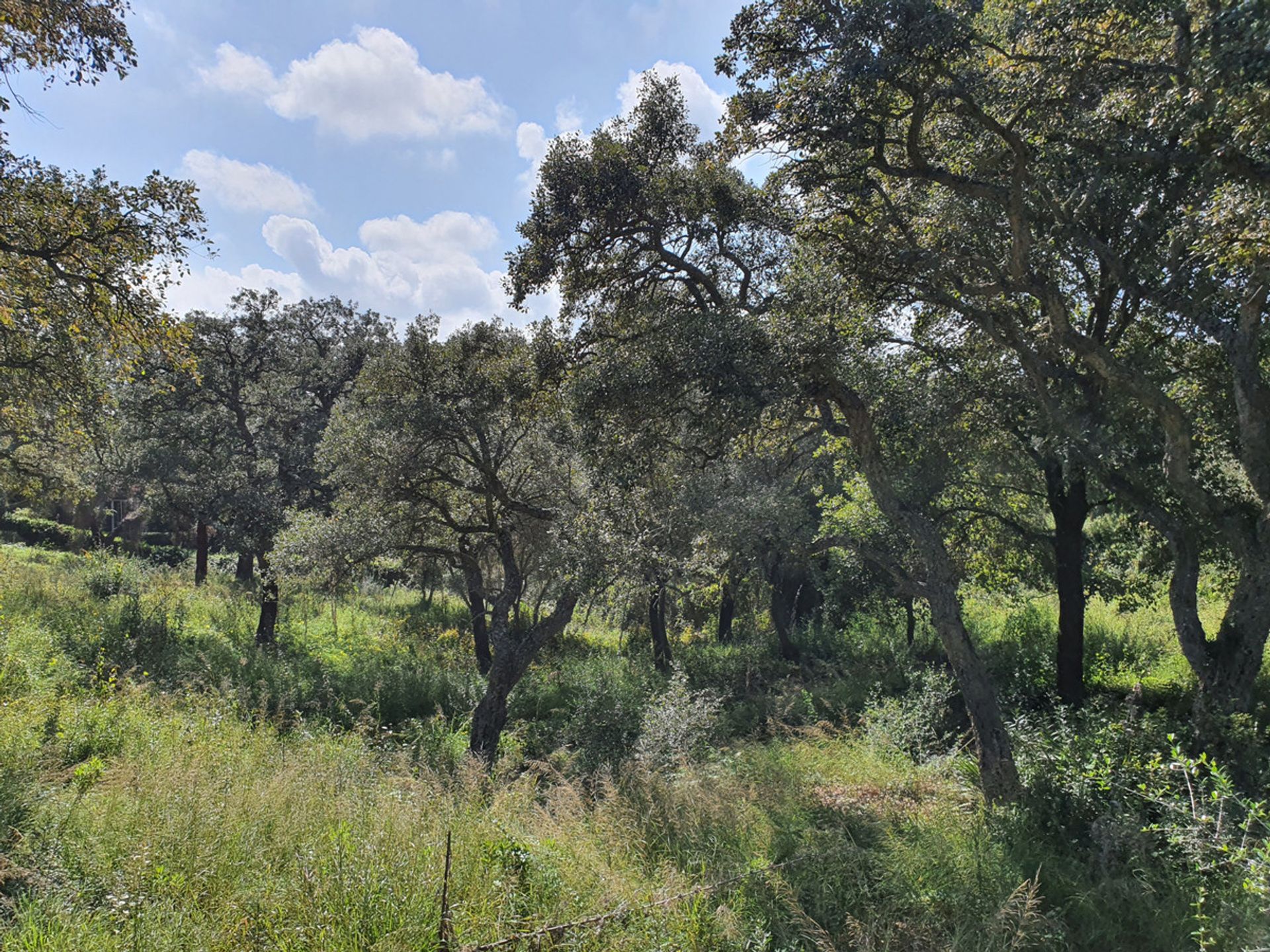 Land im Guadiaro, Andalusien 11131648