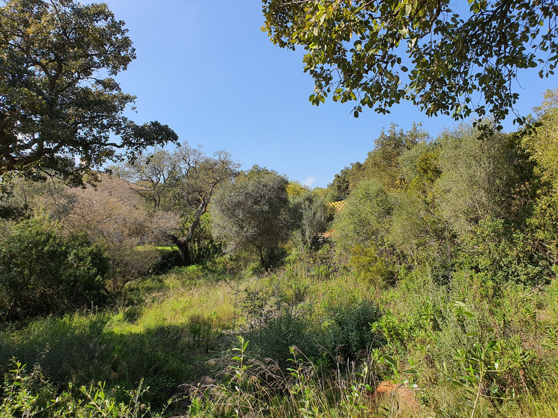 Land im Guadiaro, Andalusien 11131648