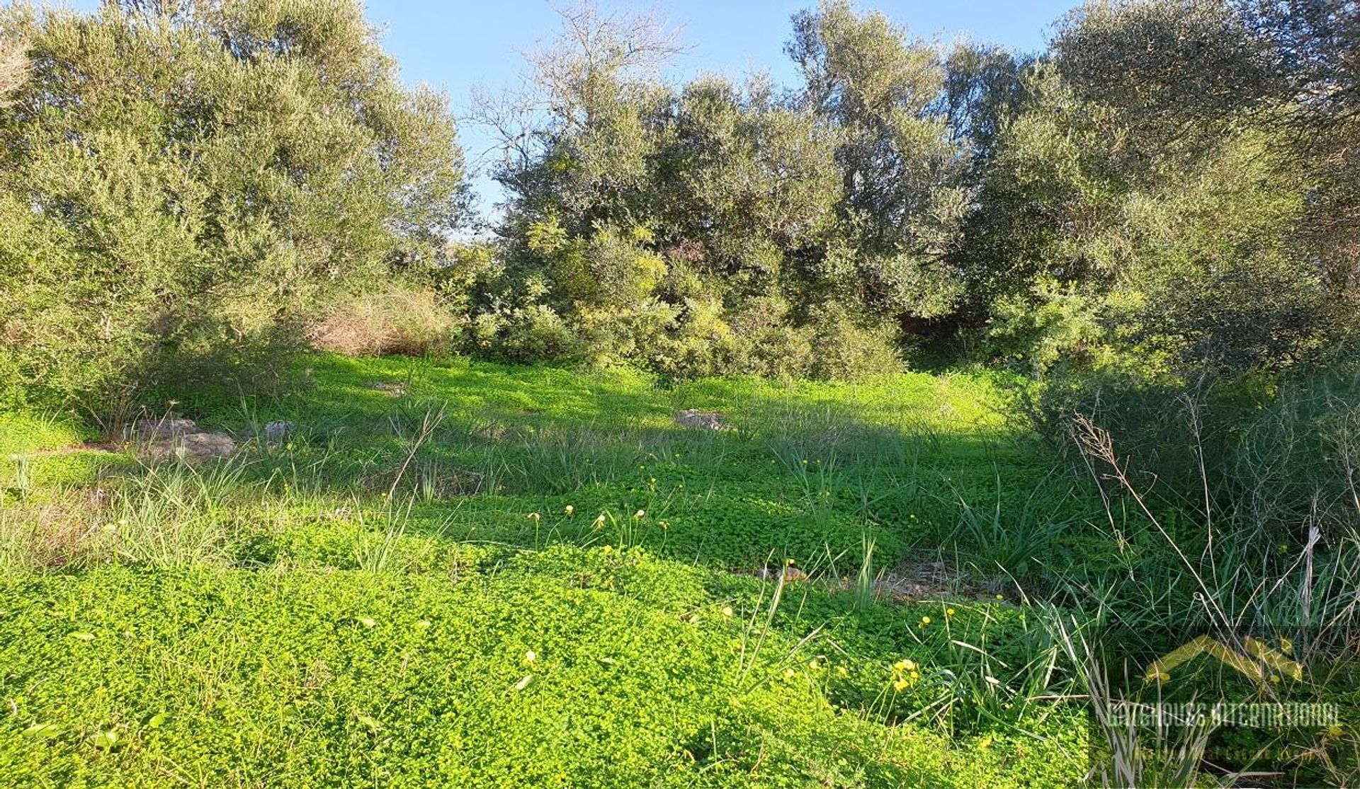 土地 在 São Bartolomeu de Messines, Faro 11140471