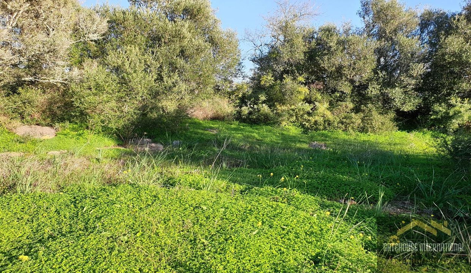 Land in São Bartolomeu de Messines, Faro 11140471