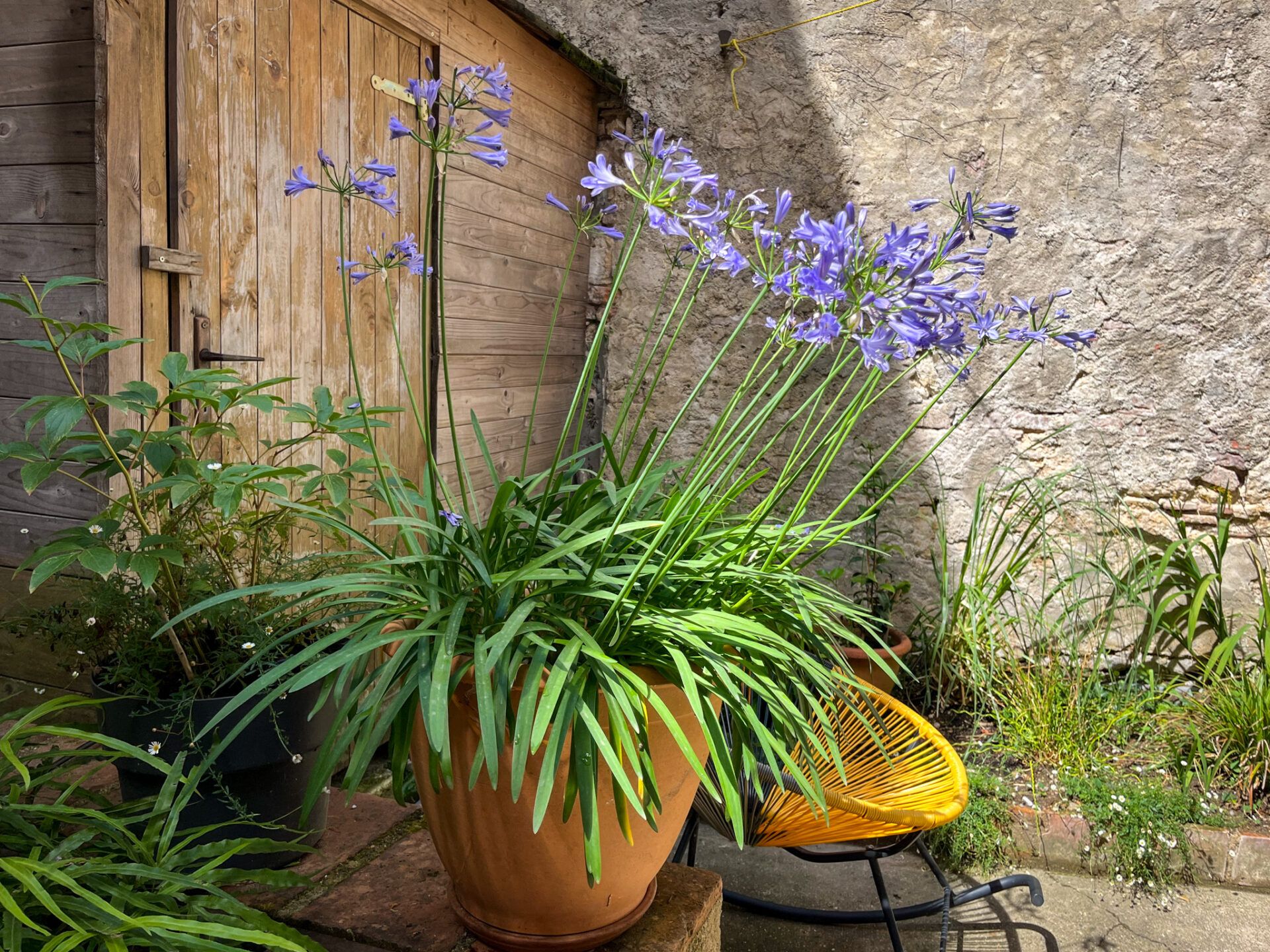 Συγκυριαρχία σε Διάλεξη, Occitanie 11143003