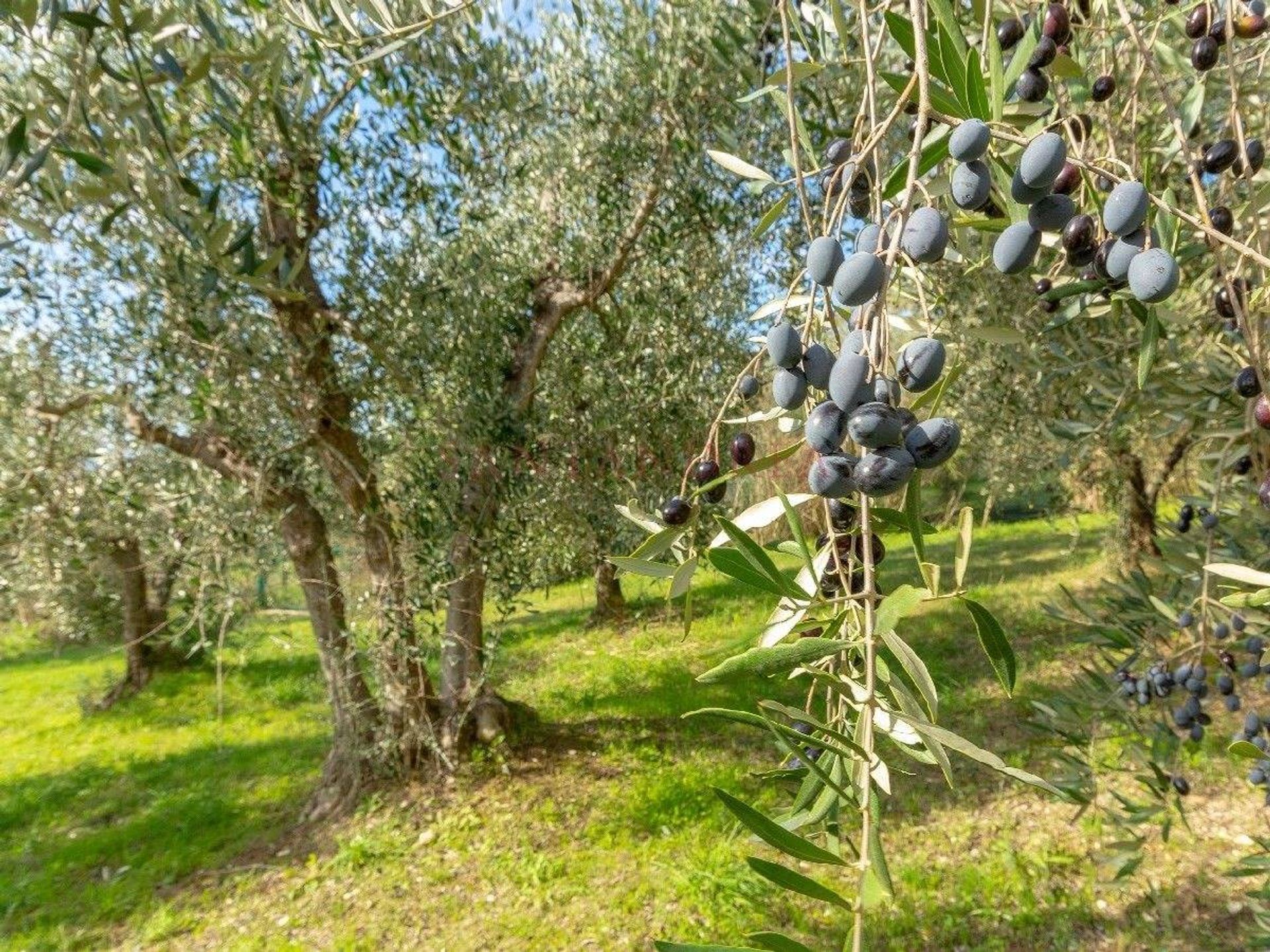 Hus i Certaldo, Toscana 11145157