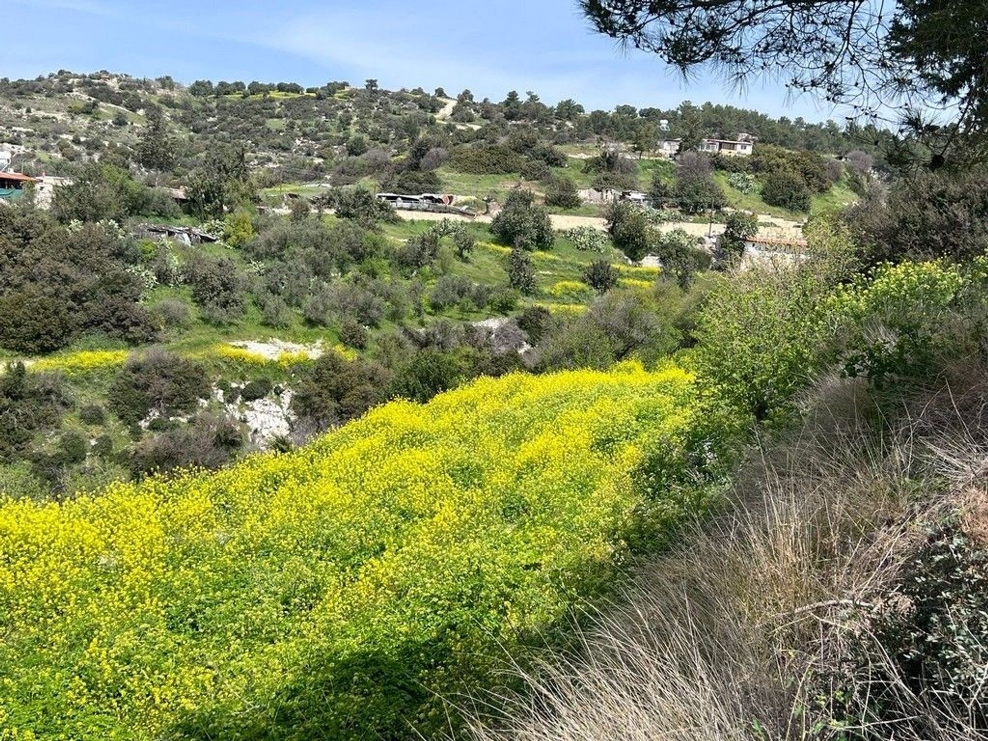 Land in Agia Marinouda, Pafos 11147571