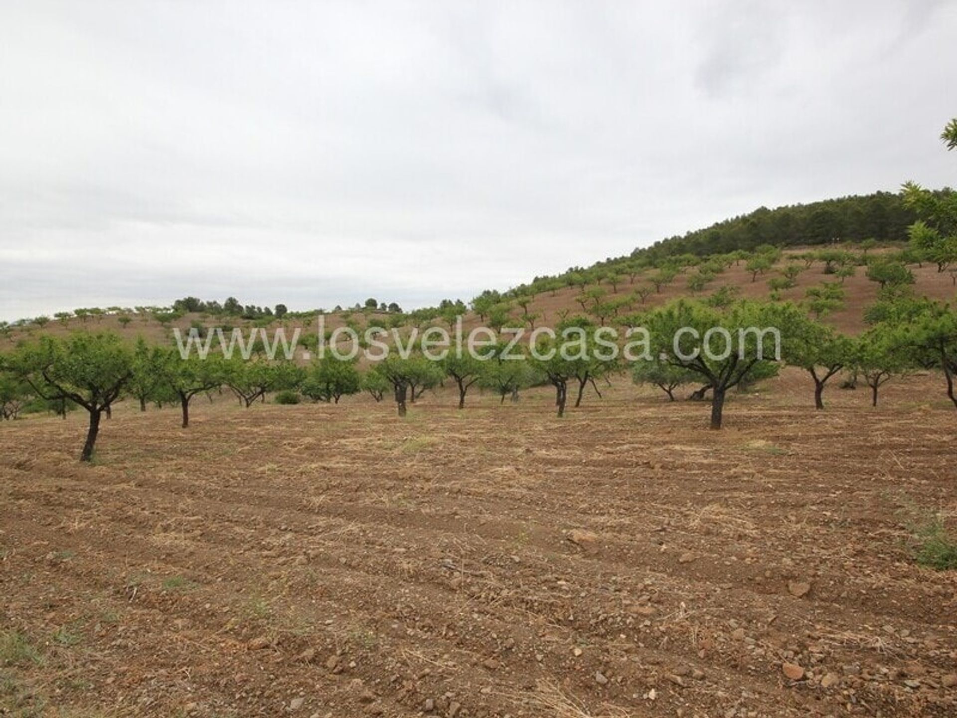 Rumah di Lorca, Región de Murcia 11149143