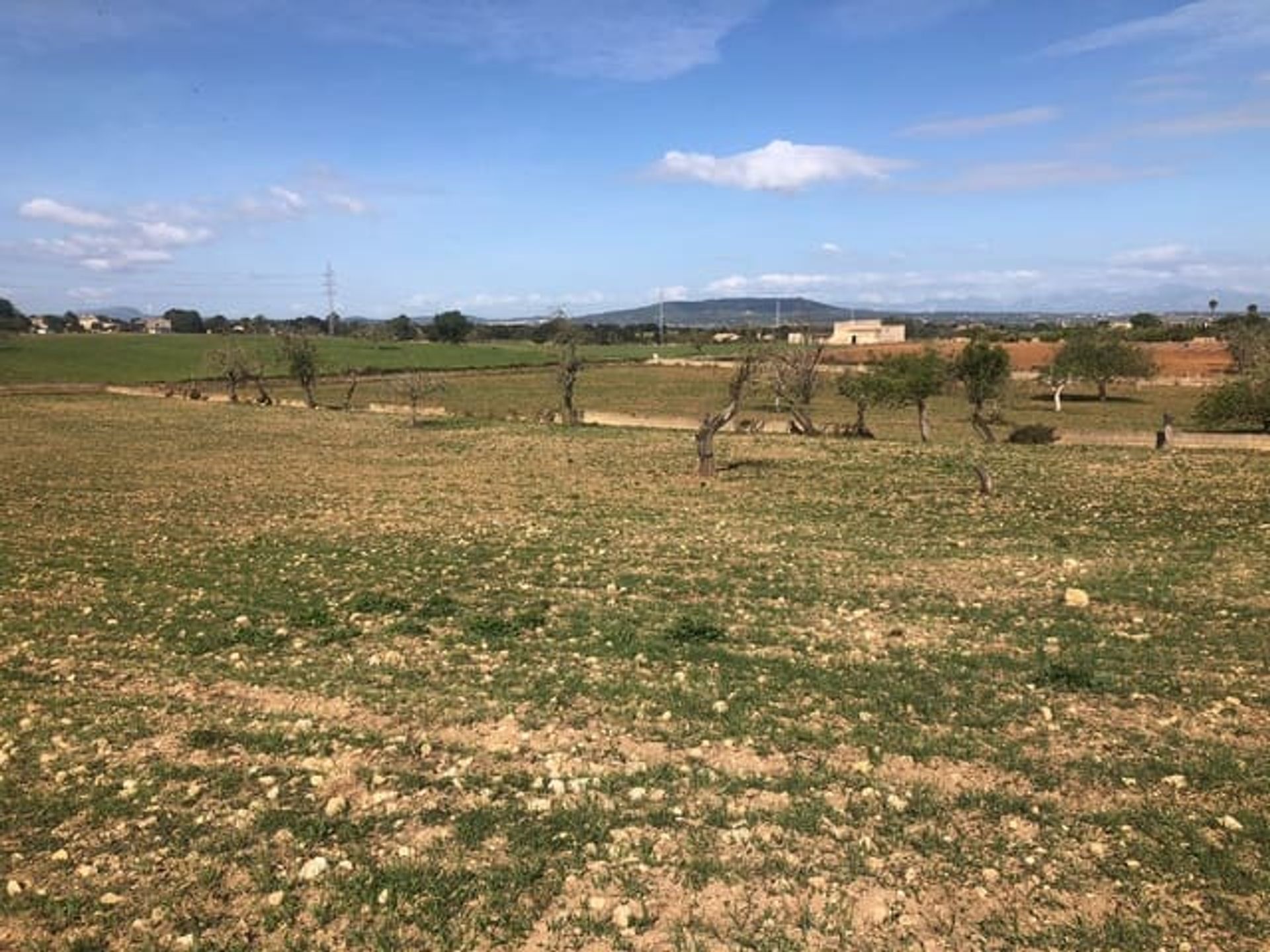 Land in Manacor, Illes Balears 11149209