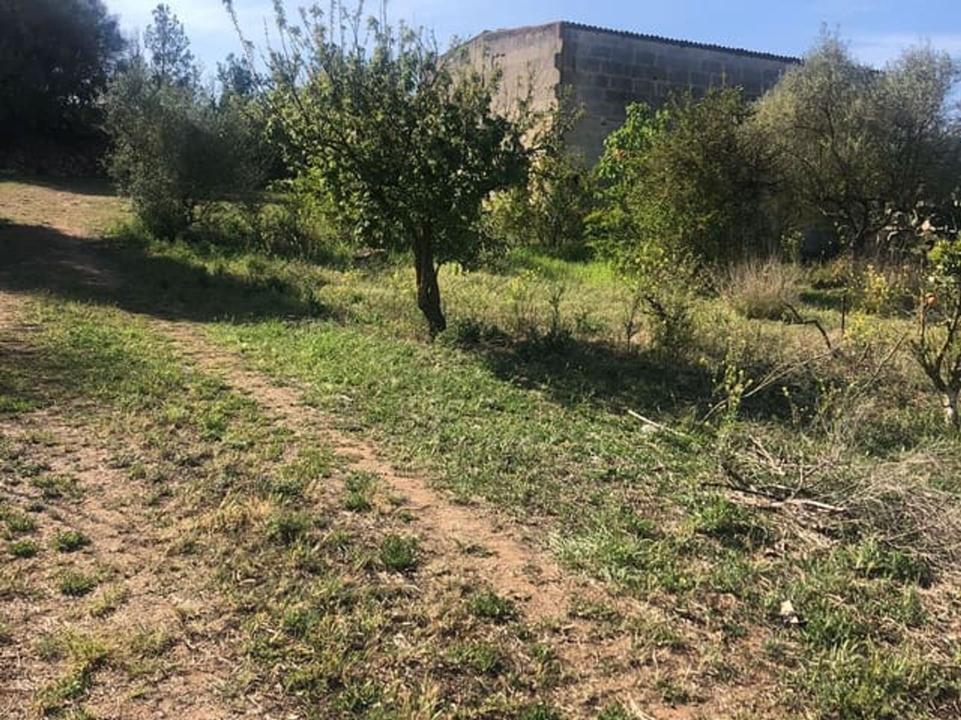 Land in Manacor, Illes Balears 11149209