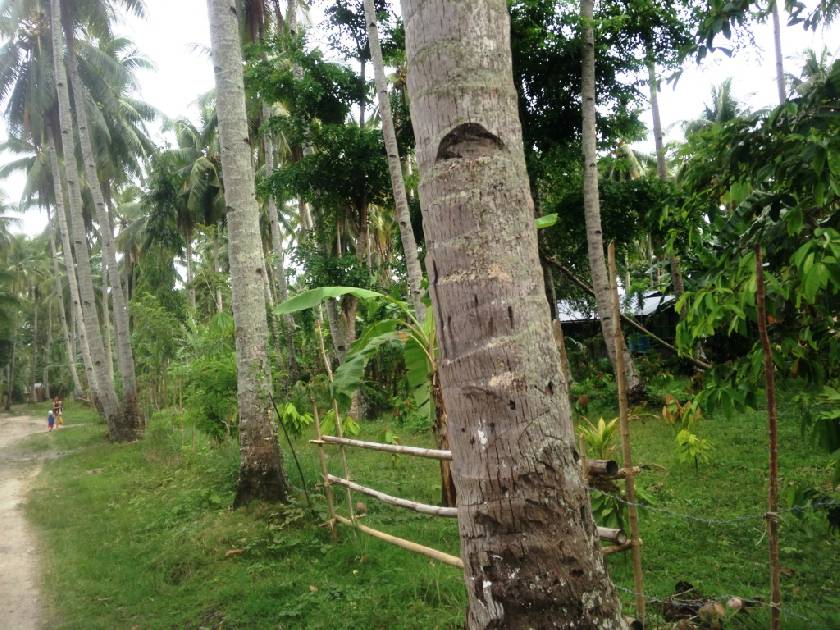 Land in Kumonal, Davao 11153882