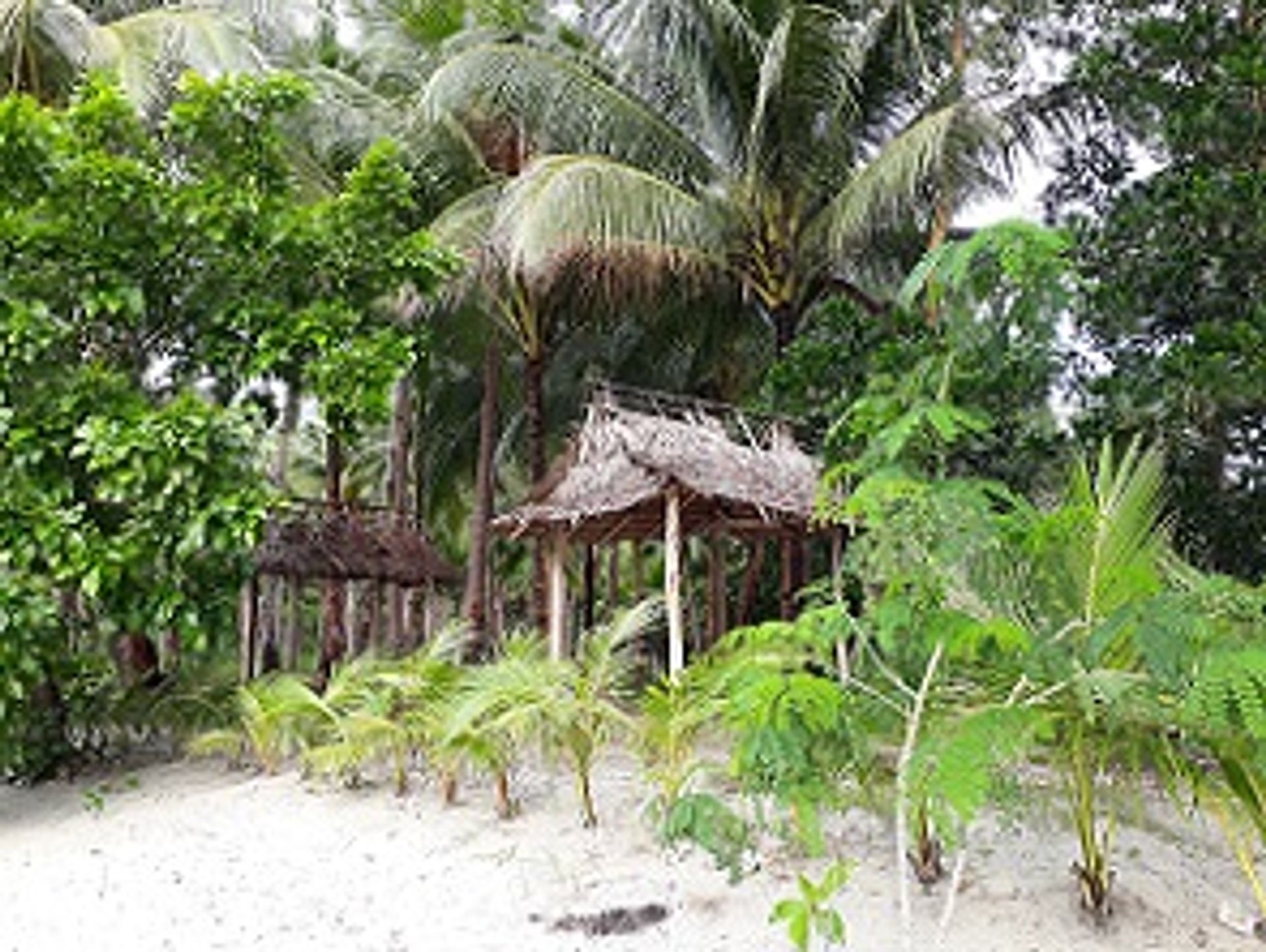 Land in San Vicente, Palawan 11154094