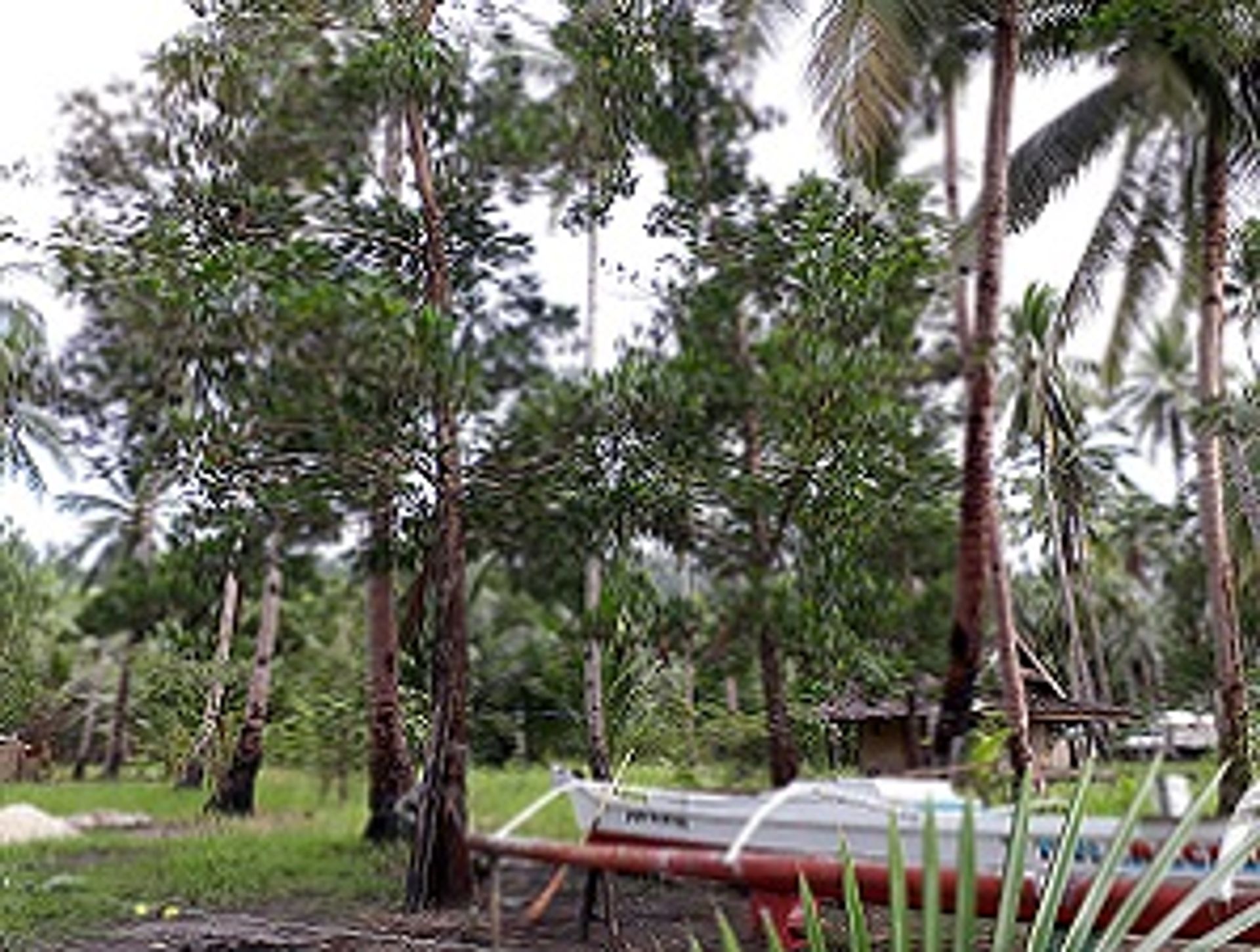 Terra no São Vicente, Palawan 11154094