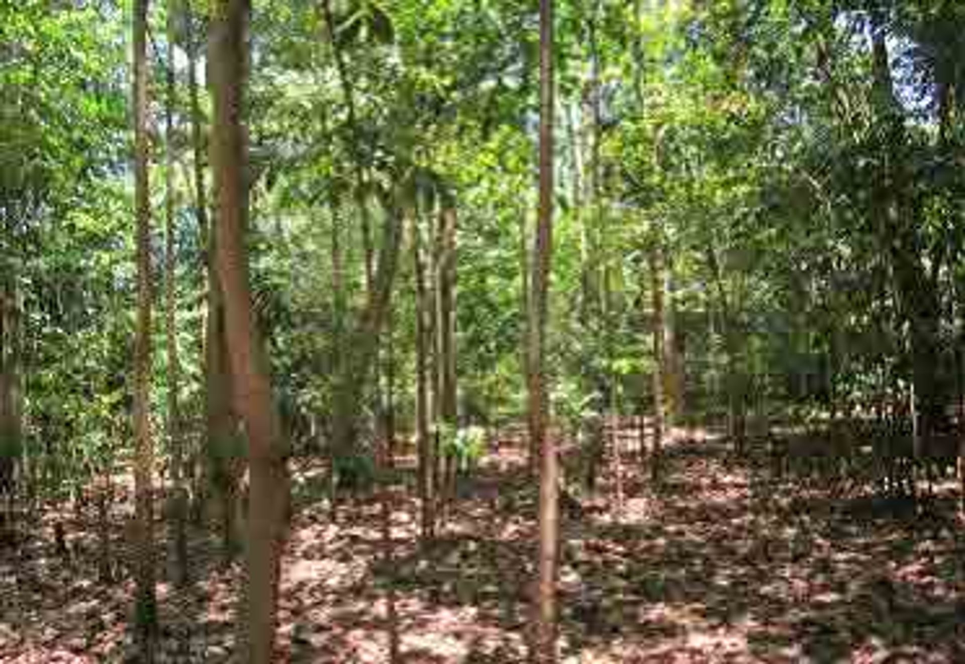 Tierra en Bugo, Cagayán de Oro 11155747