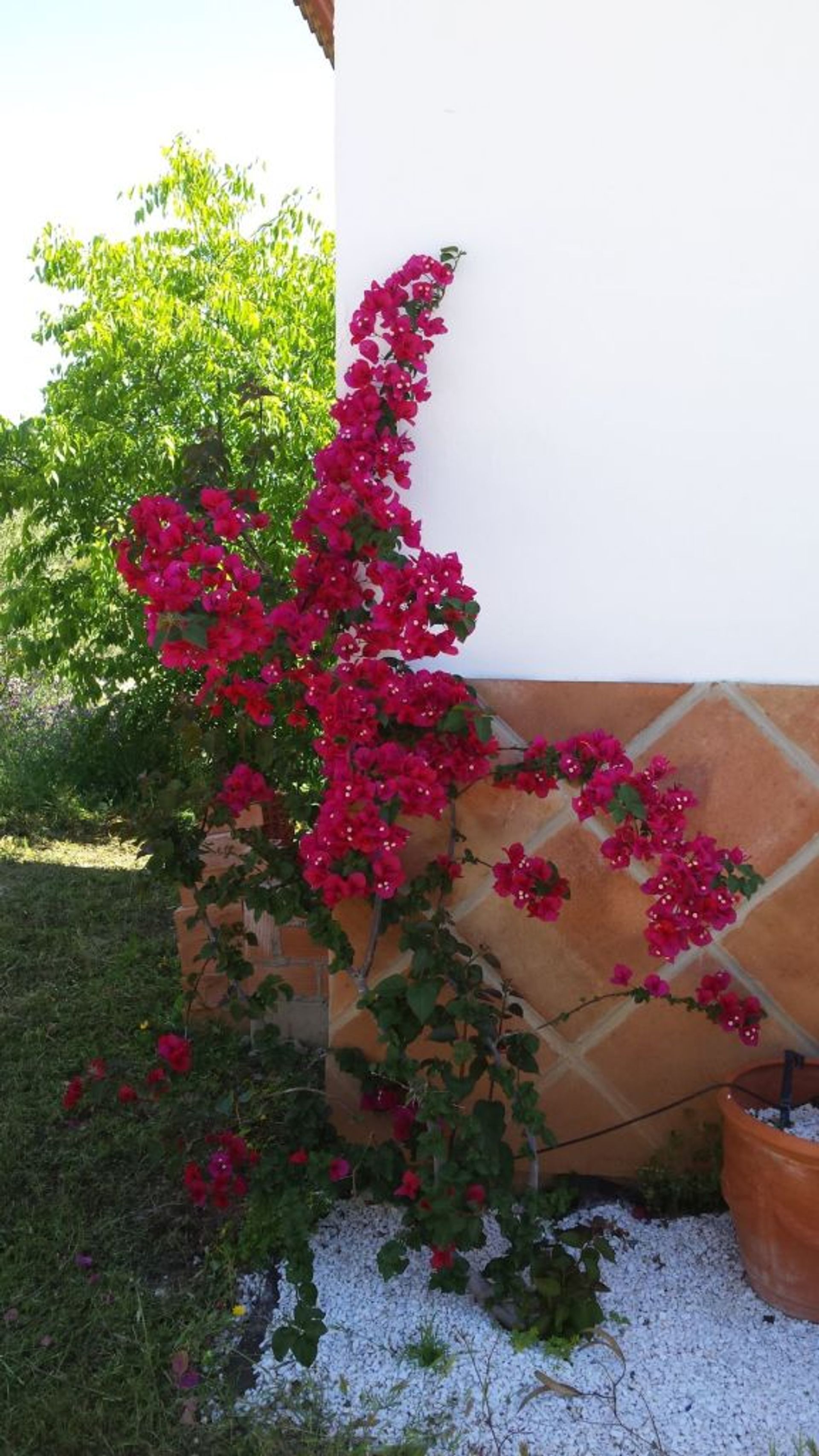 House in València, Comunidad Valenciana 11158145