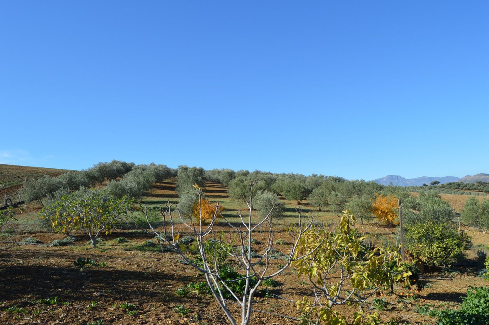 Jord i , Andalucía 11164969