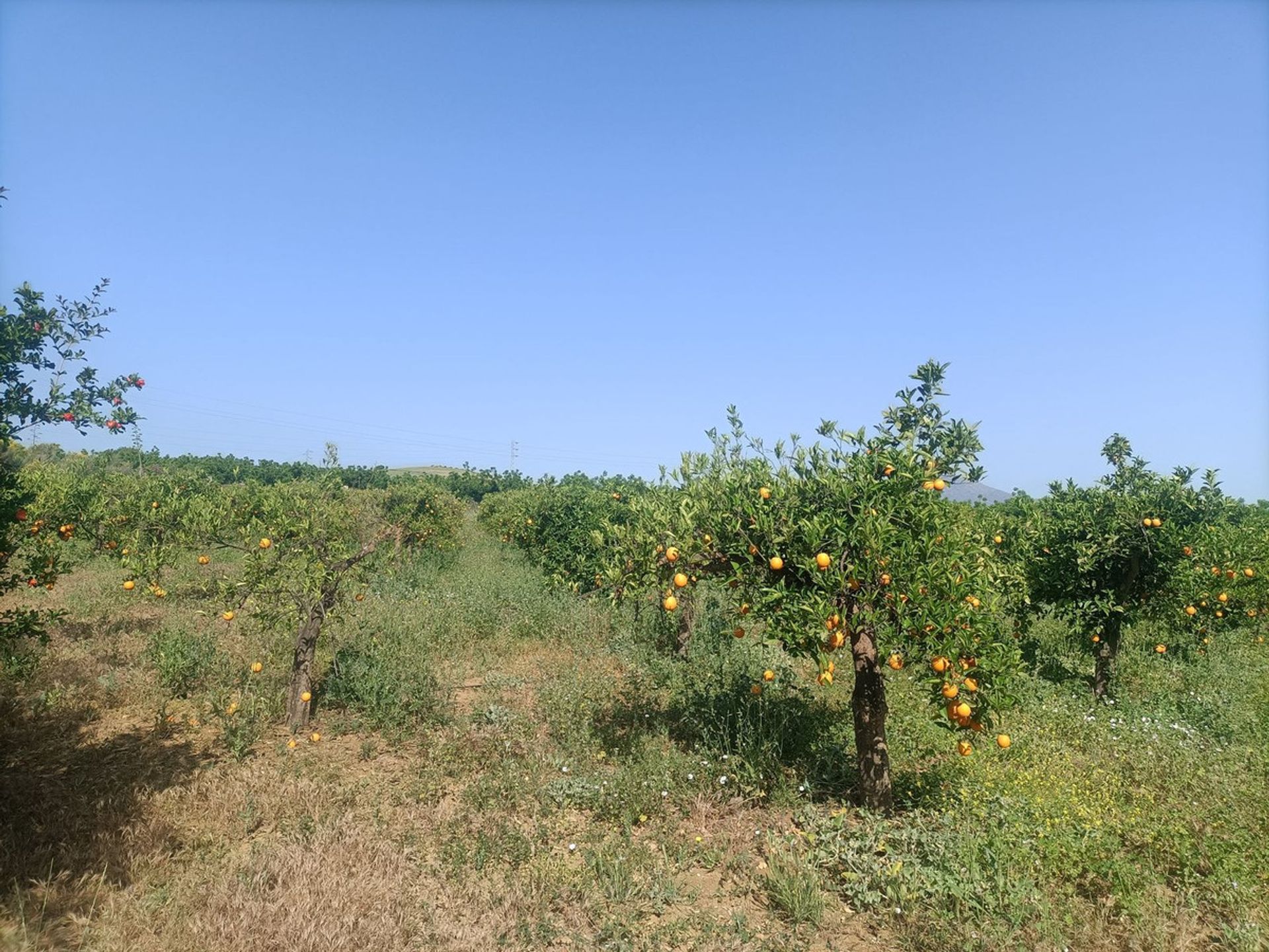 Rumah di Coín, Andalucía 11169654