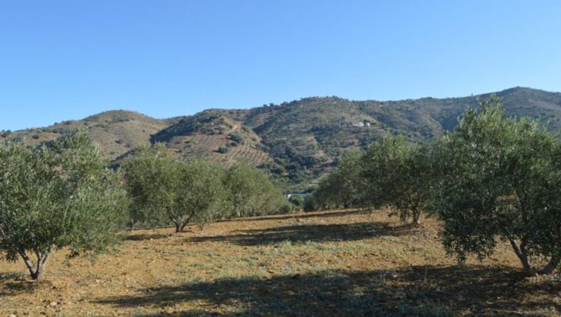 Terre dans Carratraça, Andalousie 11171726