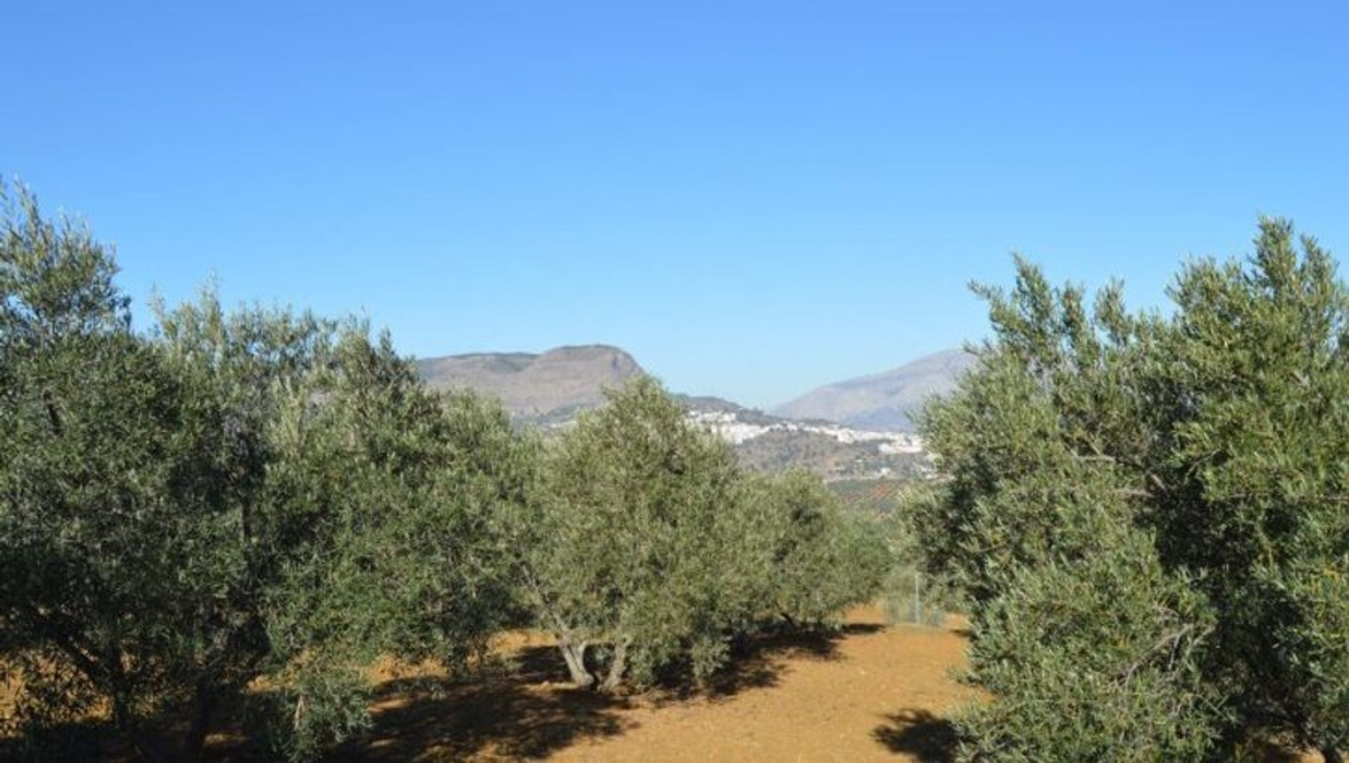 Terre dans Carratraça, Andalousie 11171726