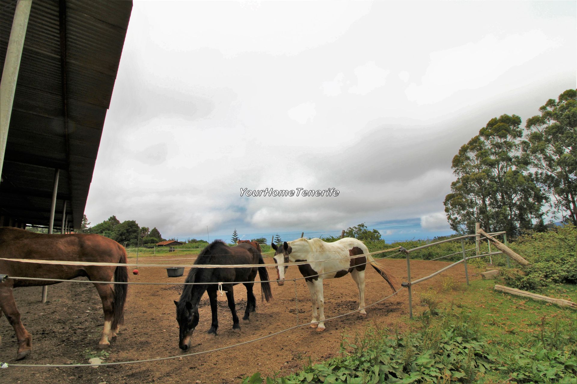 Hus i La Esperanza, Canarias 11173520