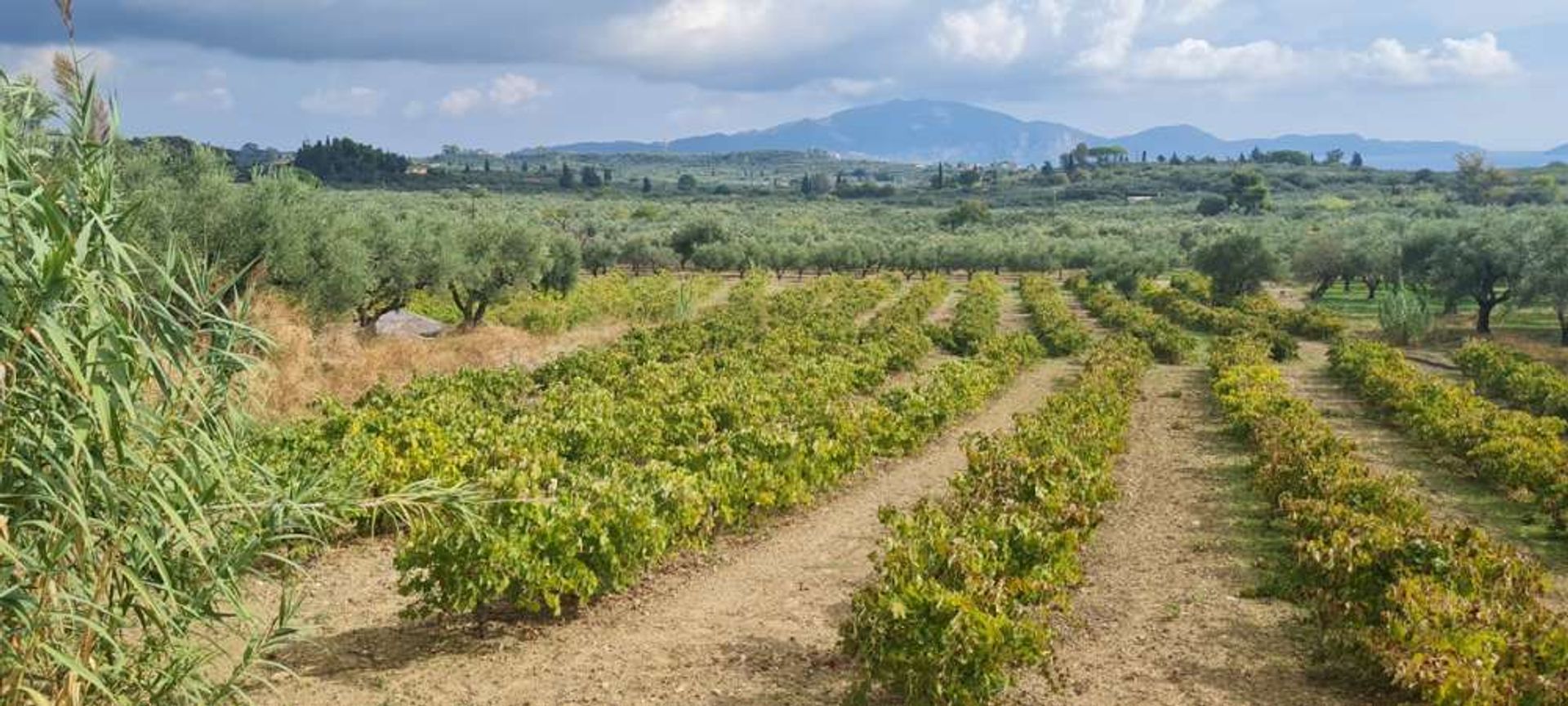 Tanah di Zakinthos,  11176461