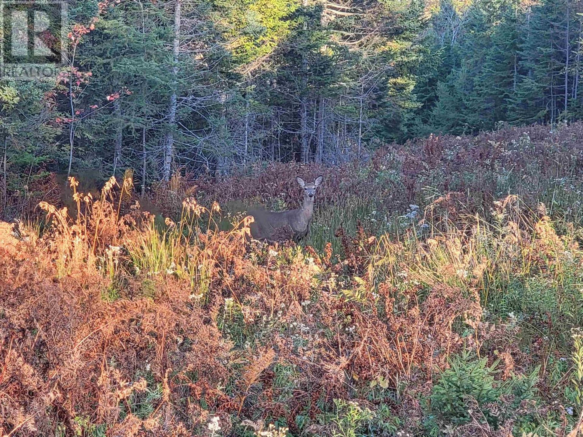 Land i Baddeck, Nova Scotia 11181857