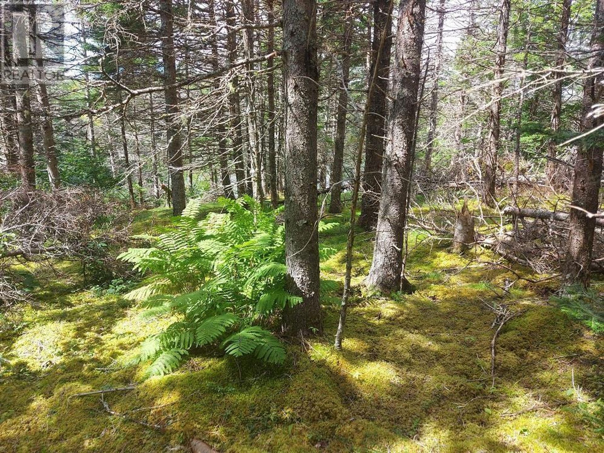 Land i Cape George, Nova Scotia 11181880