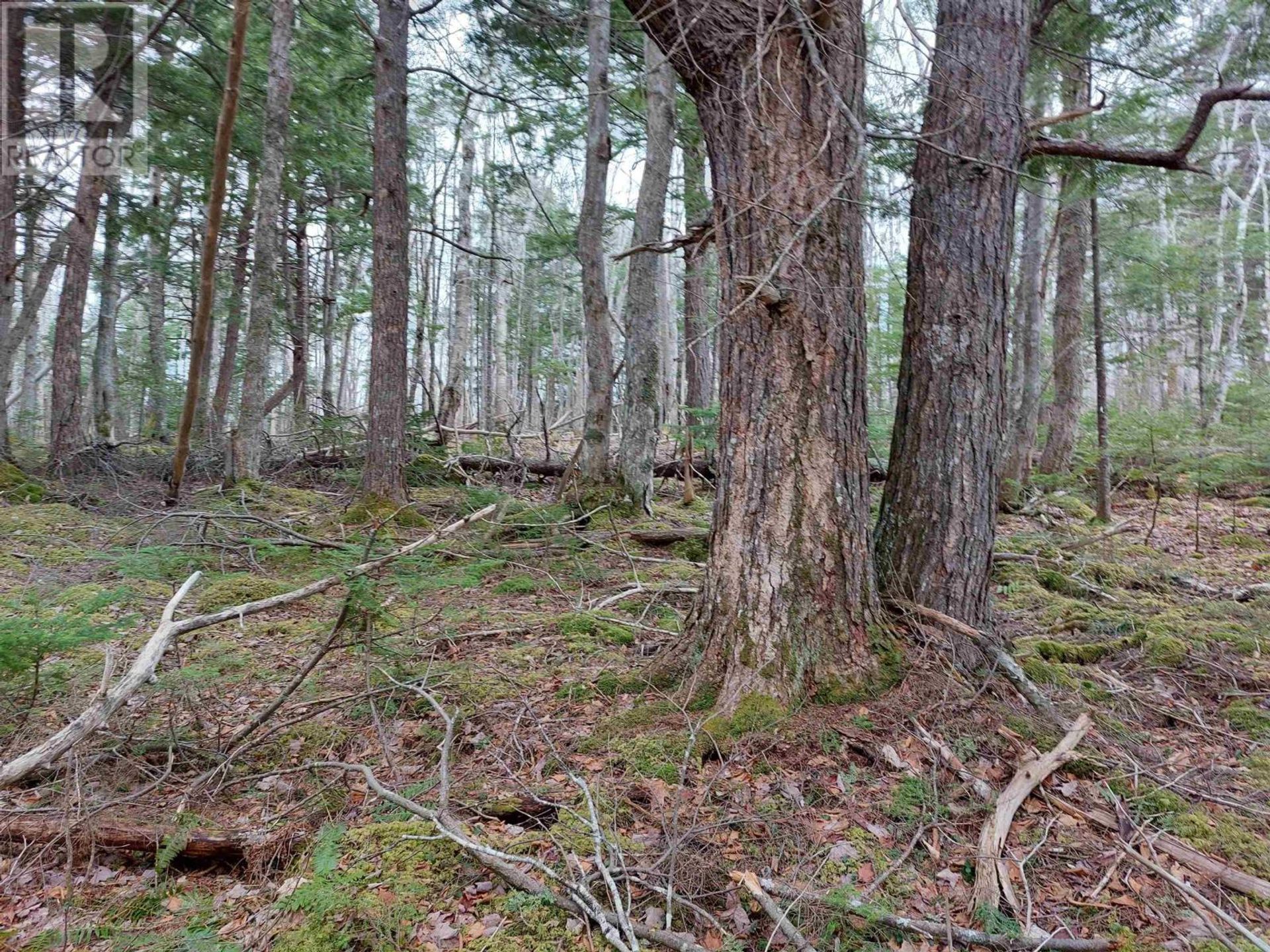 Земля в Marble Mountain, Nova Scotia 11181883