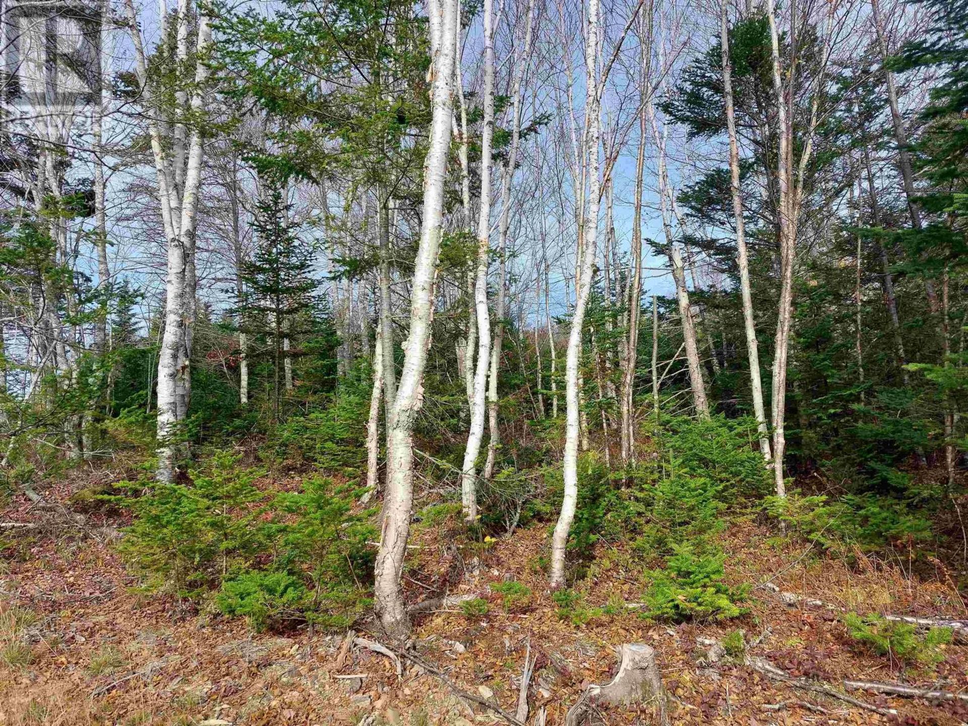 Land i French Road, Nova Scotia 11181897