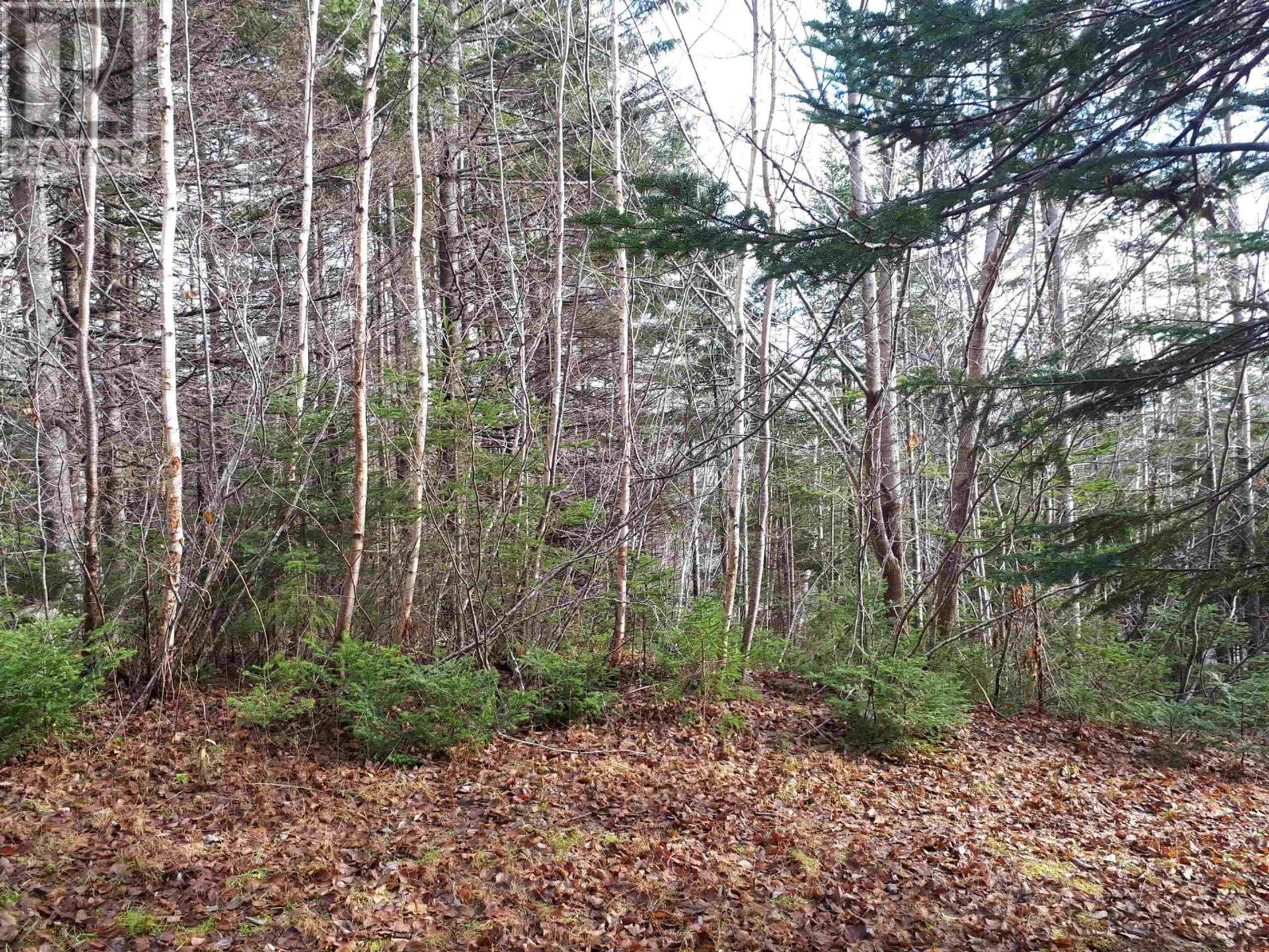 Tierra en Valley Mills, Nova Scotia 11181899