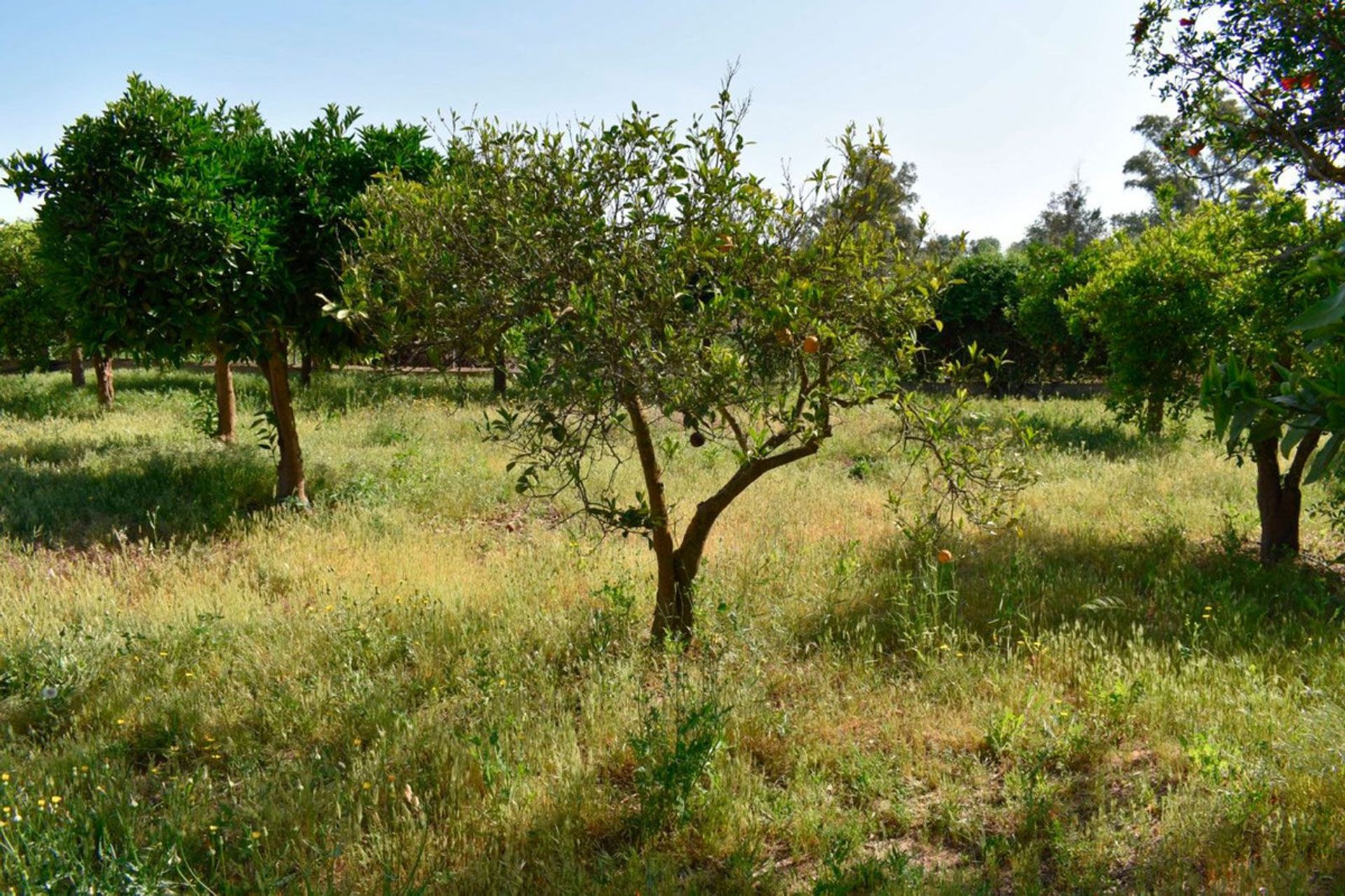 房子 在 Alhaurín el Grande, Andalusia 11185690