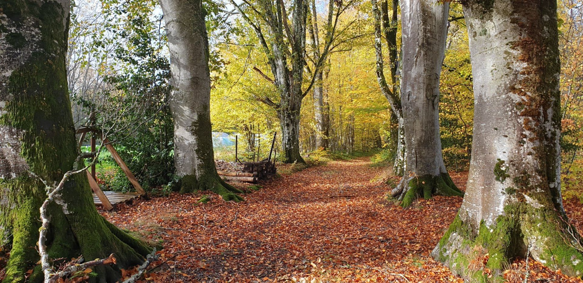 Andet i Messeix, Auvergne-Rhône-Alpes 11185982