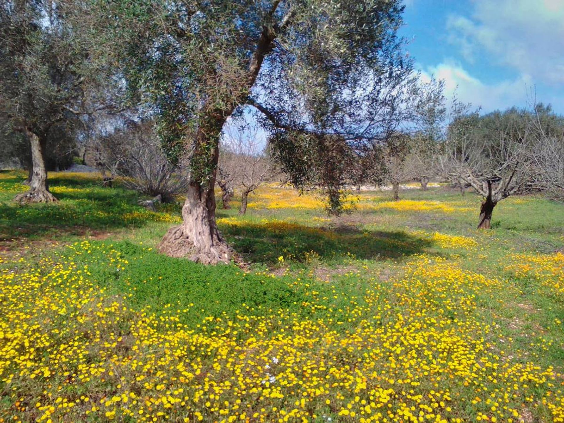 Huis in Monopoli, Apulia 11187561