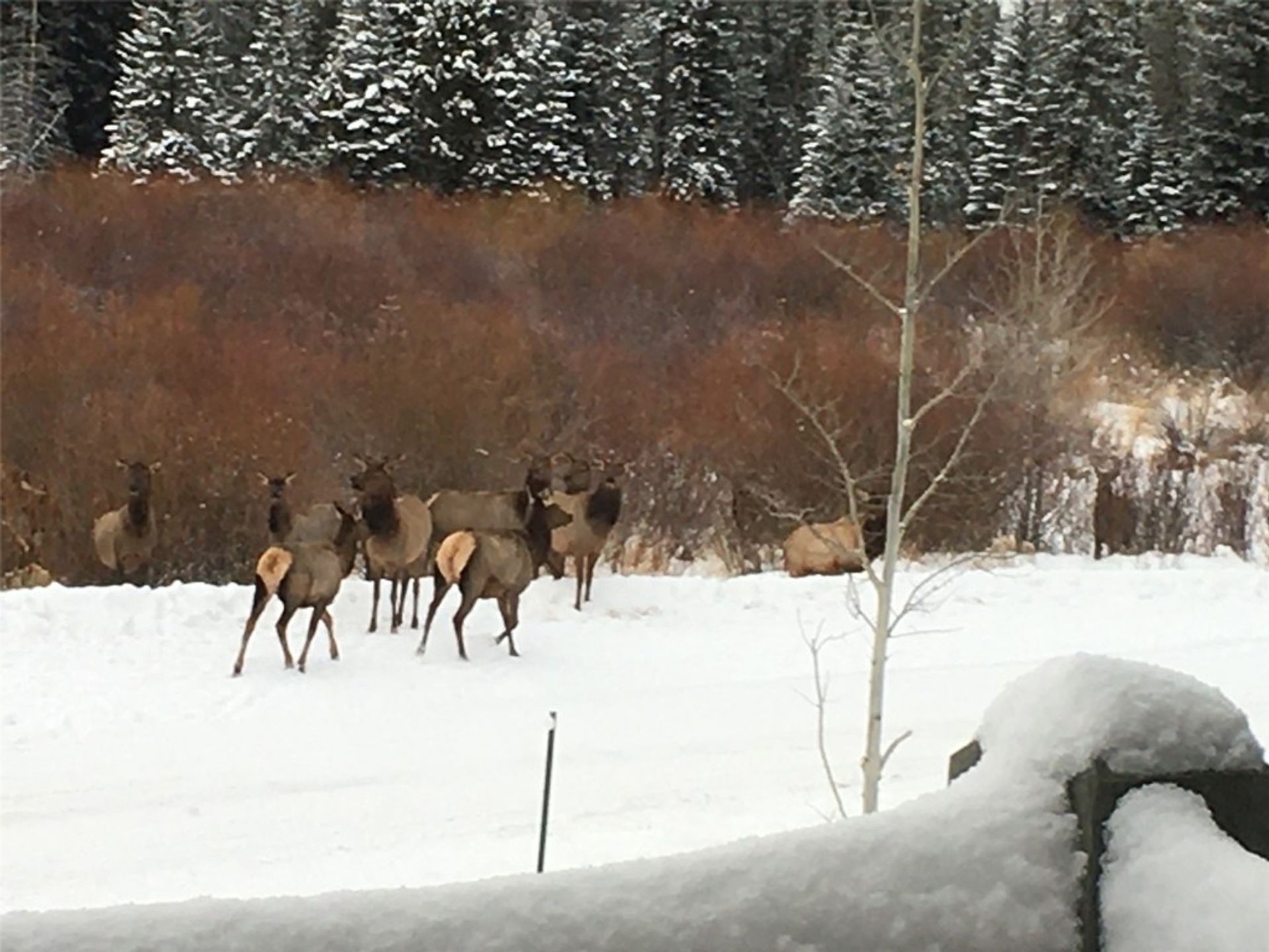 משפחה מורחבת ב Silverthorne, Colorado 11187792