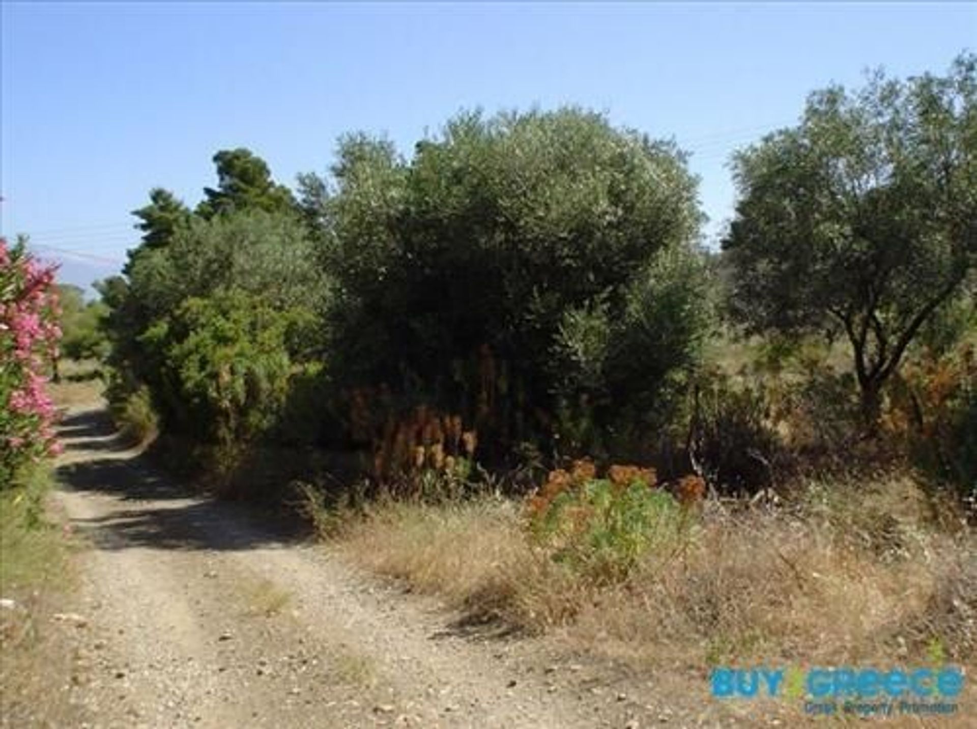 Γη σε Πισία, Πελοπόννησος 11192280