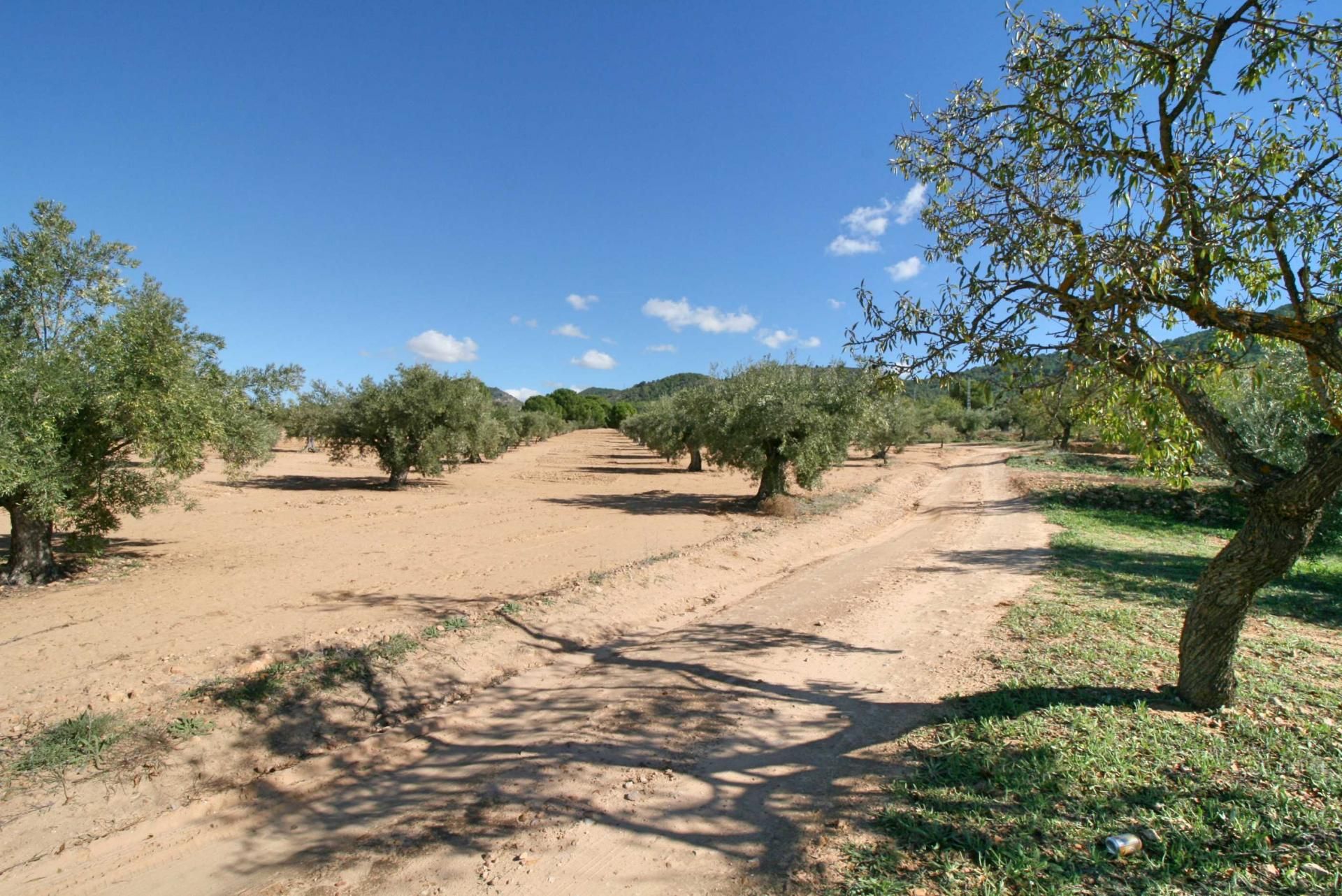 Terra no Biar, Valência 11199126