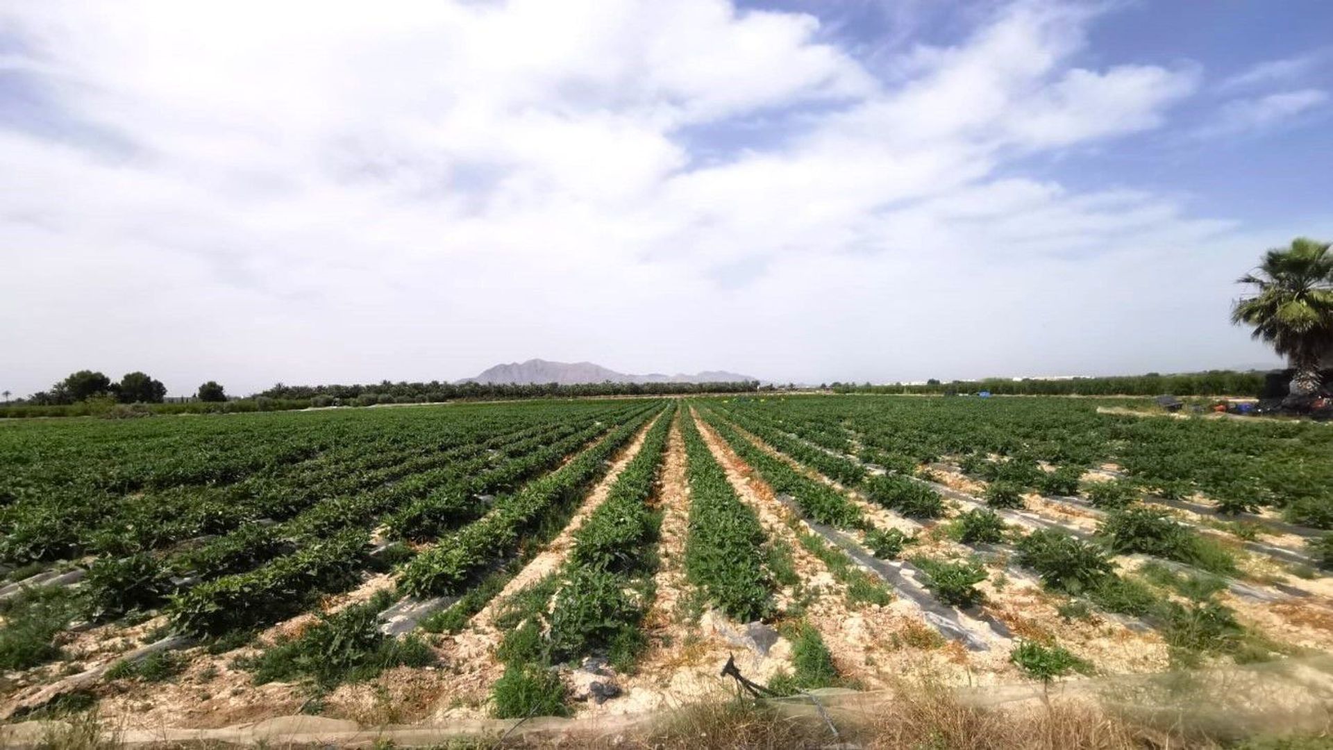 Land in San Isidro, Comunidad Valenciana 11201673