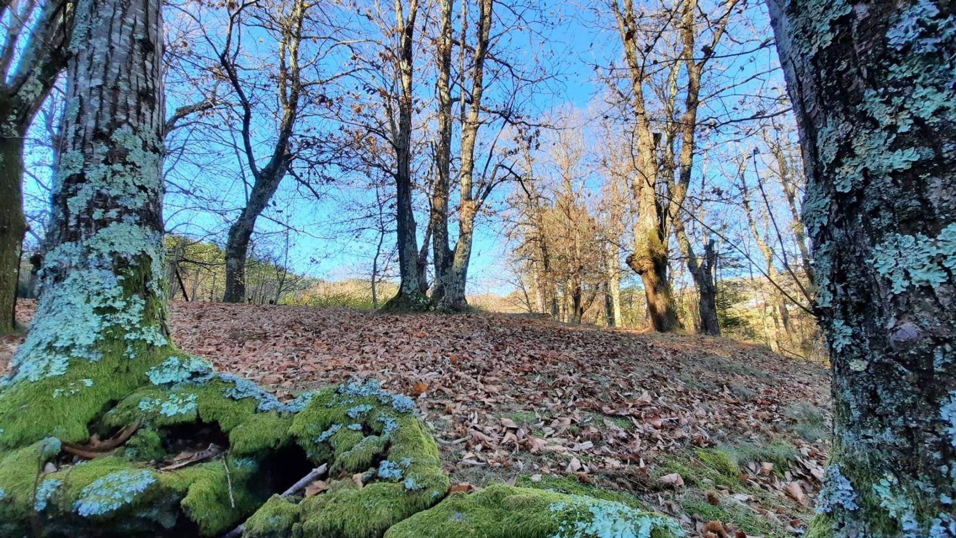 Eigentumswohnung im Villa Collemandina, Toscana 11202917