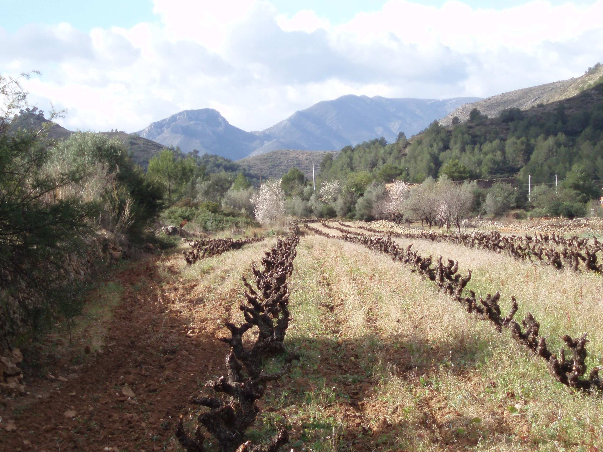 Land in Llíber, Comunidad Valenciana 11206302