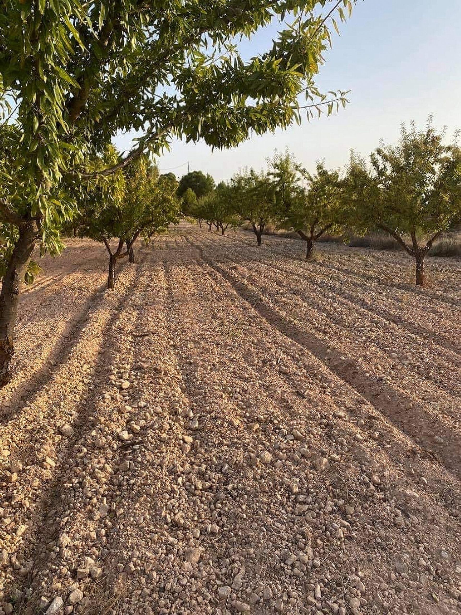 Tanah di Pinoso, Comunidad Valenciana 11212000