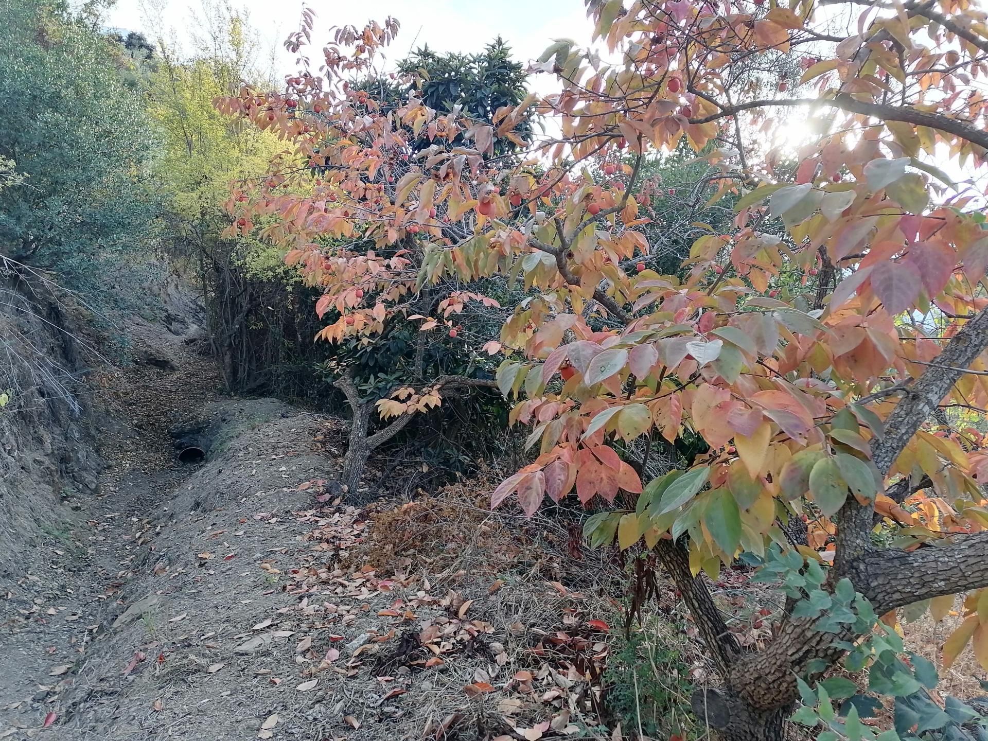 Tierra en Alhaurín el Grande, Andalucía 11221105